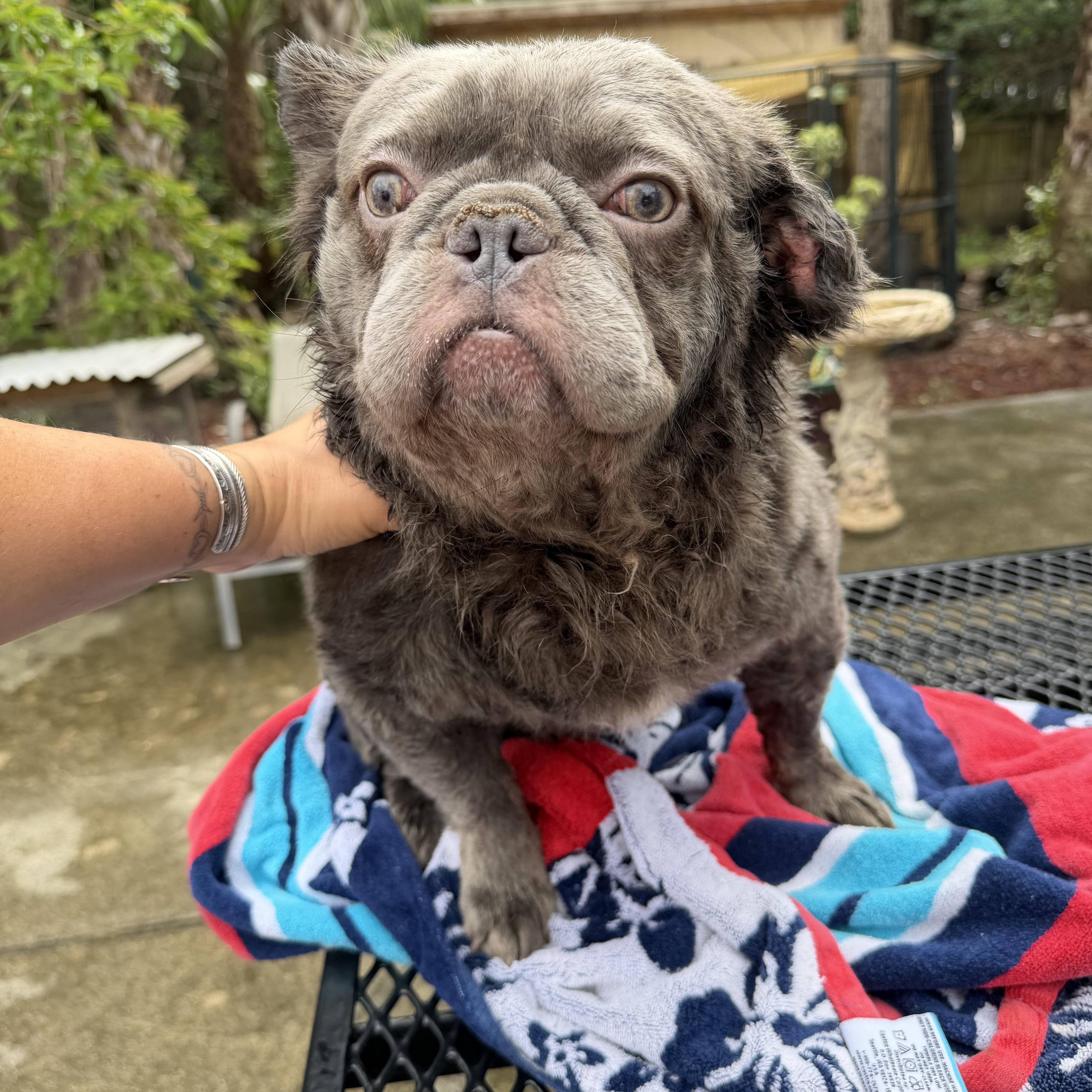 Enlarge Fluffy, a ADOPTABLE French Bulldog in Naples, FL image 2/3