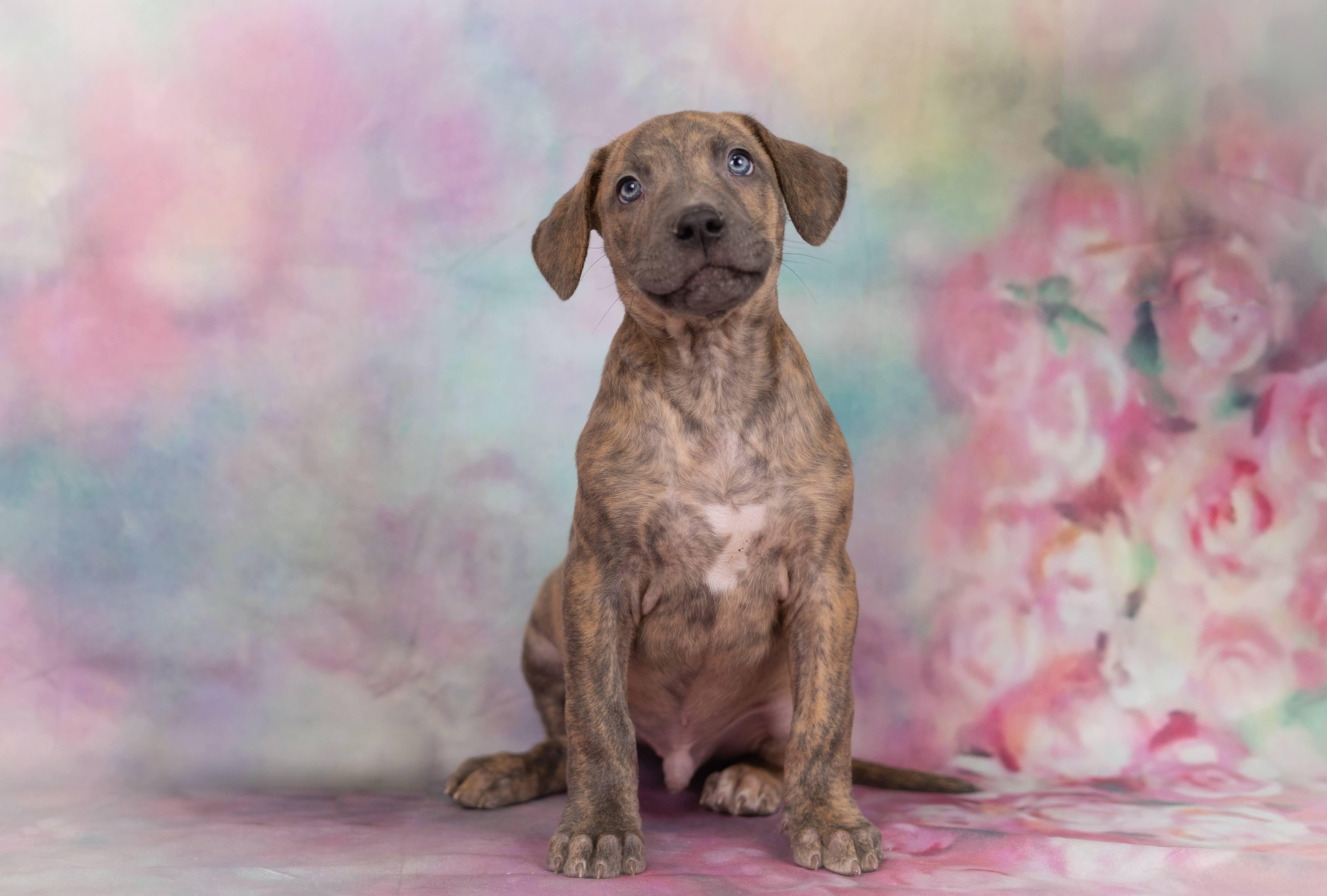 Enlarge Doofey, a ADOPTABLE mixed breed in Whitestown, IN image 1/1