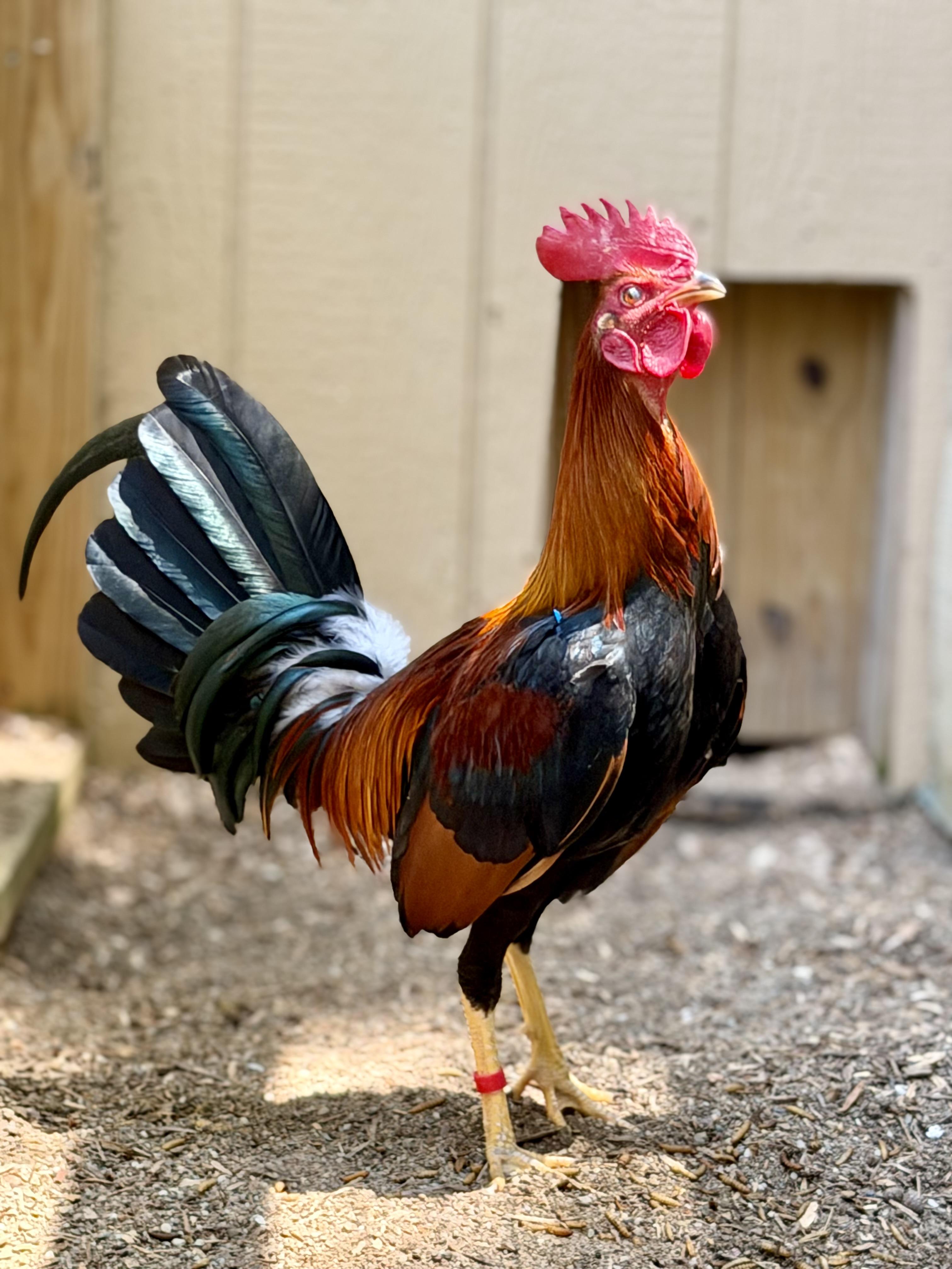 Beany, Adoptable, Adult Male Chicken.