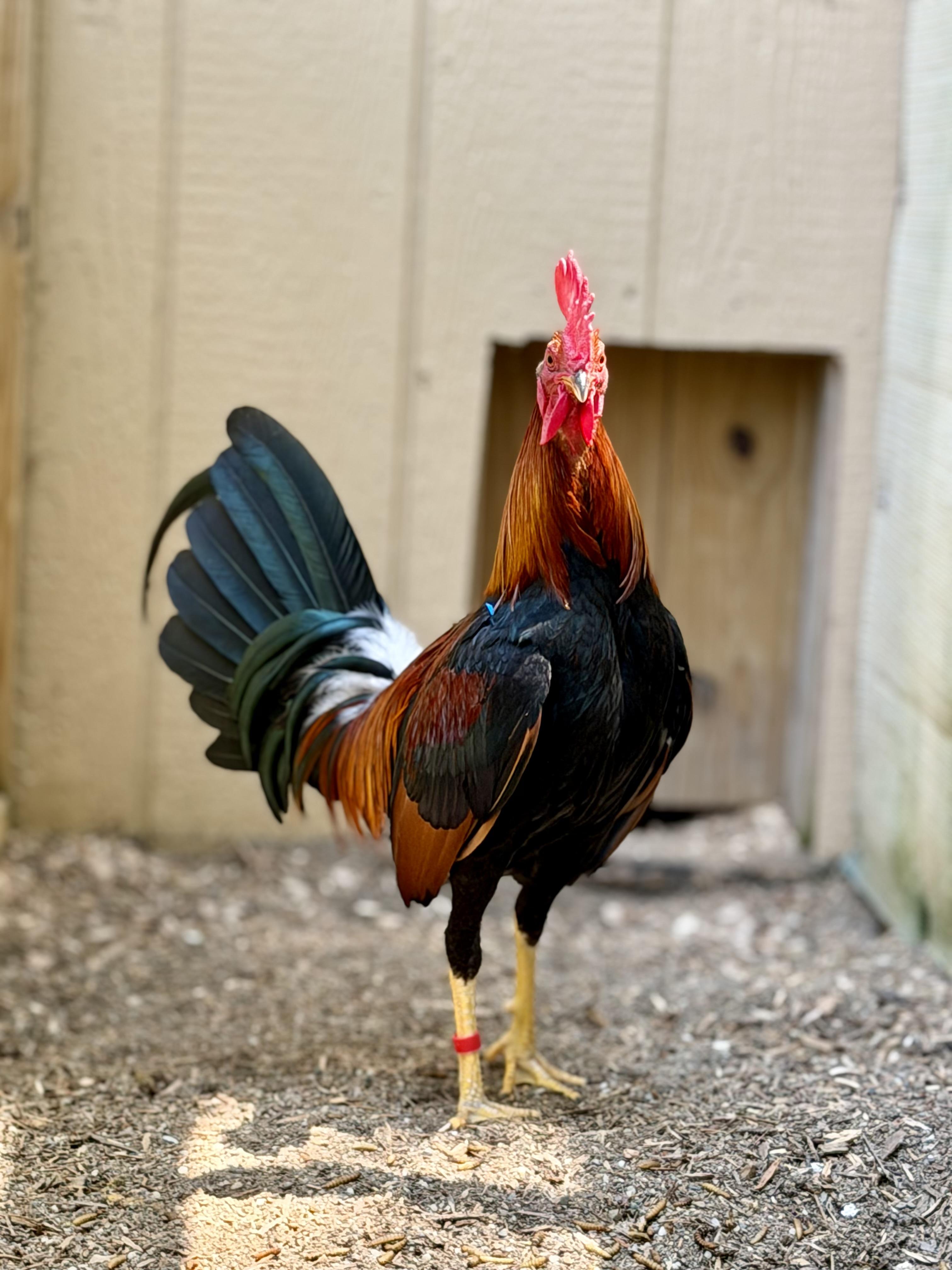 Beany, a Adoptable Chicken in Ravenna, OH image 2/2