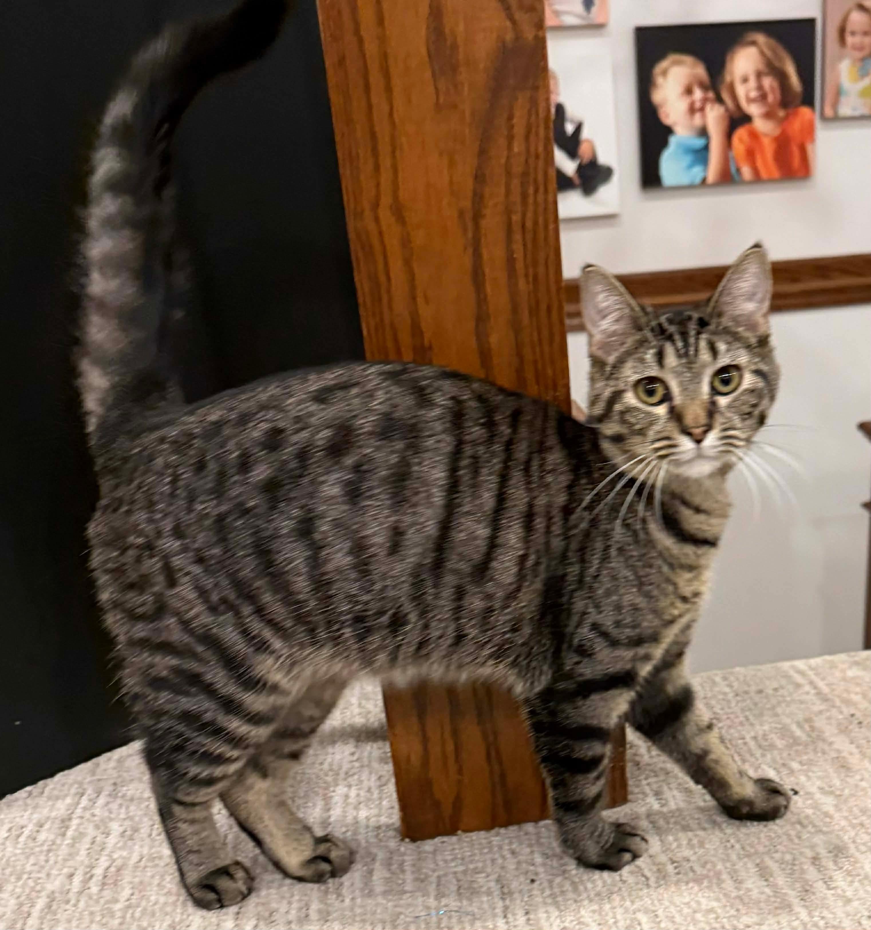 Enlarge Bean, a Adoptable Domestic Short Hair in Sioux Falls, SD image 1/2