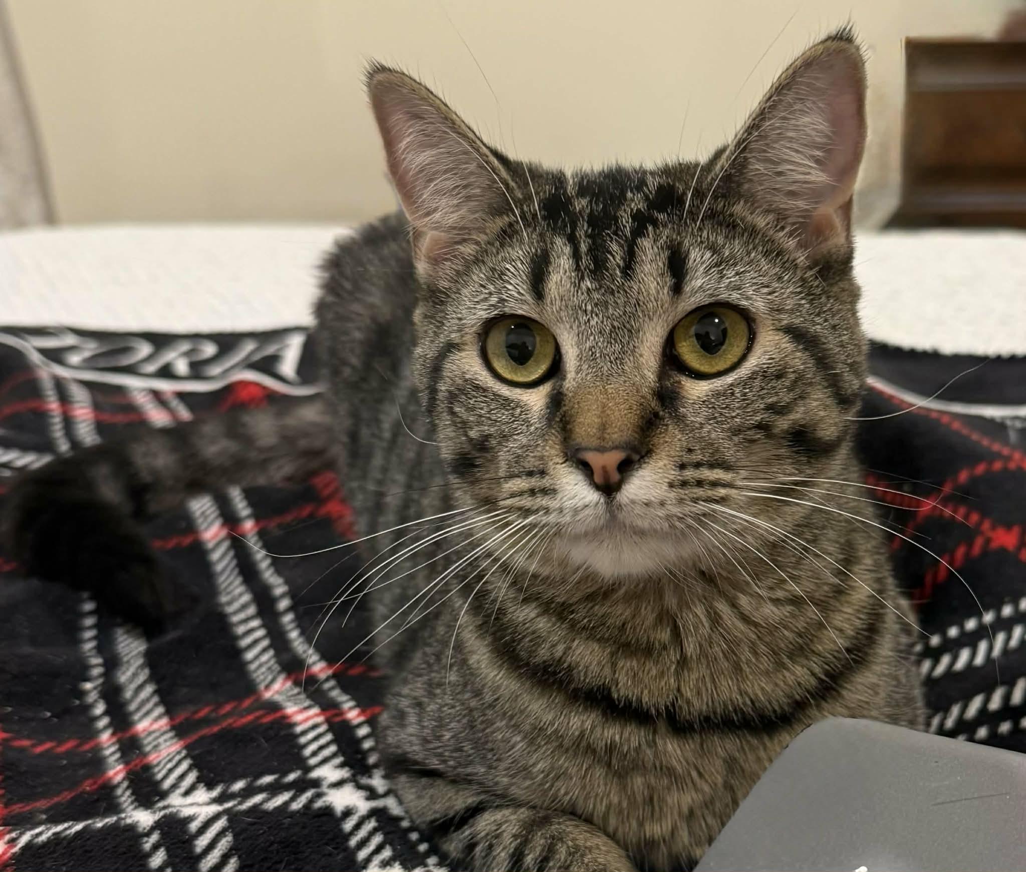 Enlarge Bean, a Adoptable Domestic Short Hair in Sioux Falls, SD image 1/2