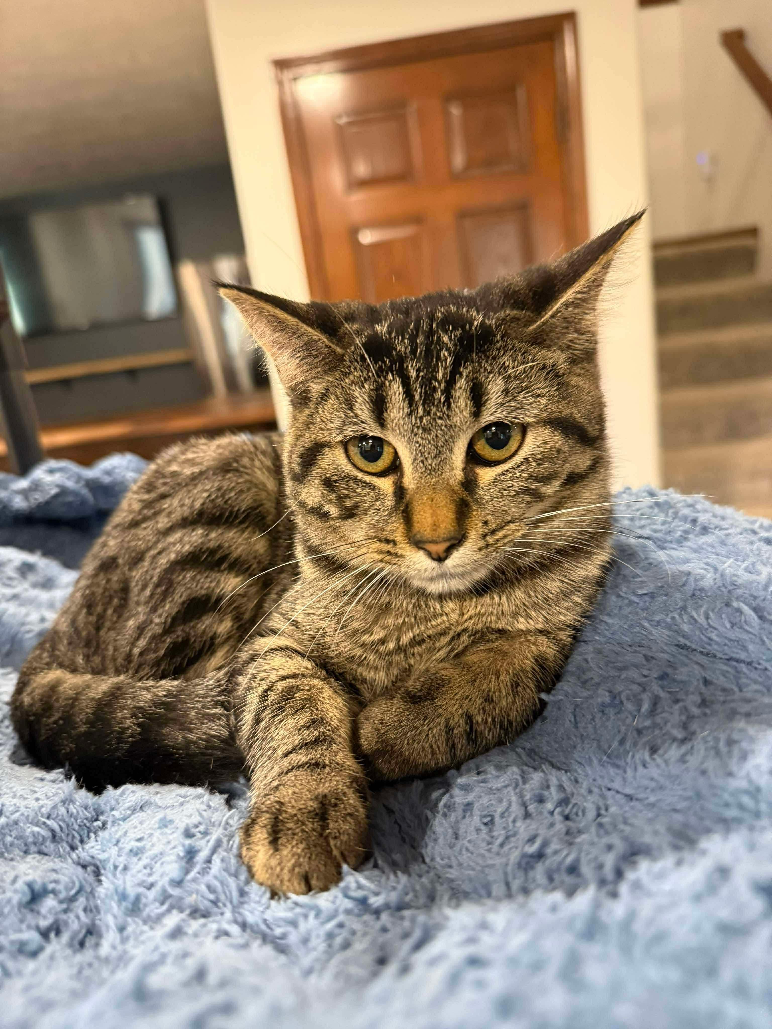 Bean, Adoptable, Kitten Female Domestic Short Hair.