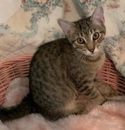 Carly, a Adoptable mixed breed in Raleigh, NC image 4/4