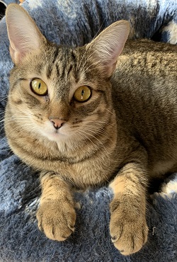 Carly, a Adoptable mixed breed in Raleigh, NC image 1/4