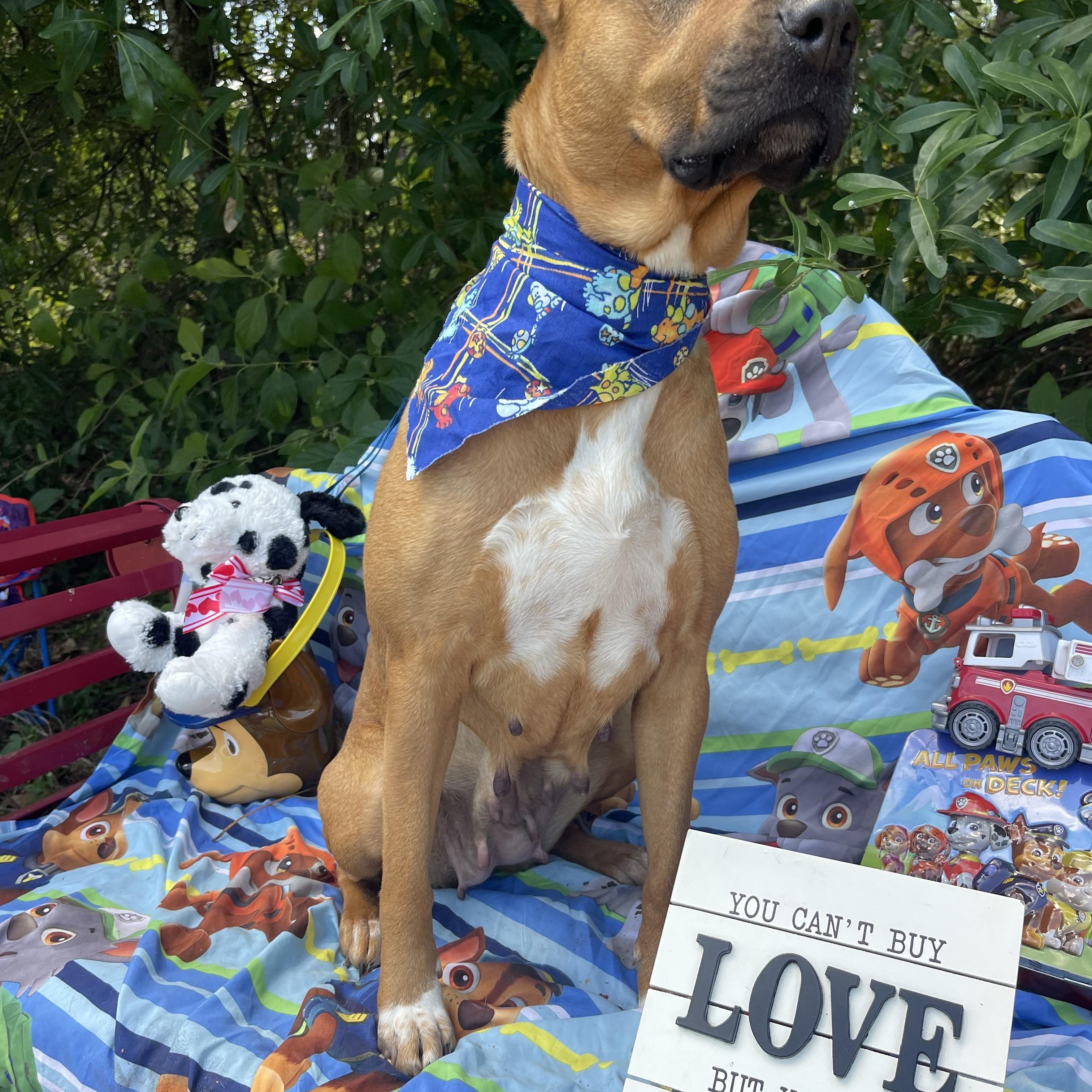 Enlarge Konya, a ADOPTABLE mixed breed in Sebring, FL image 4/5