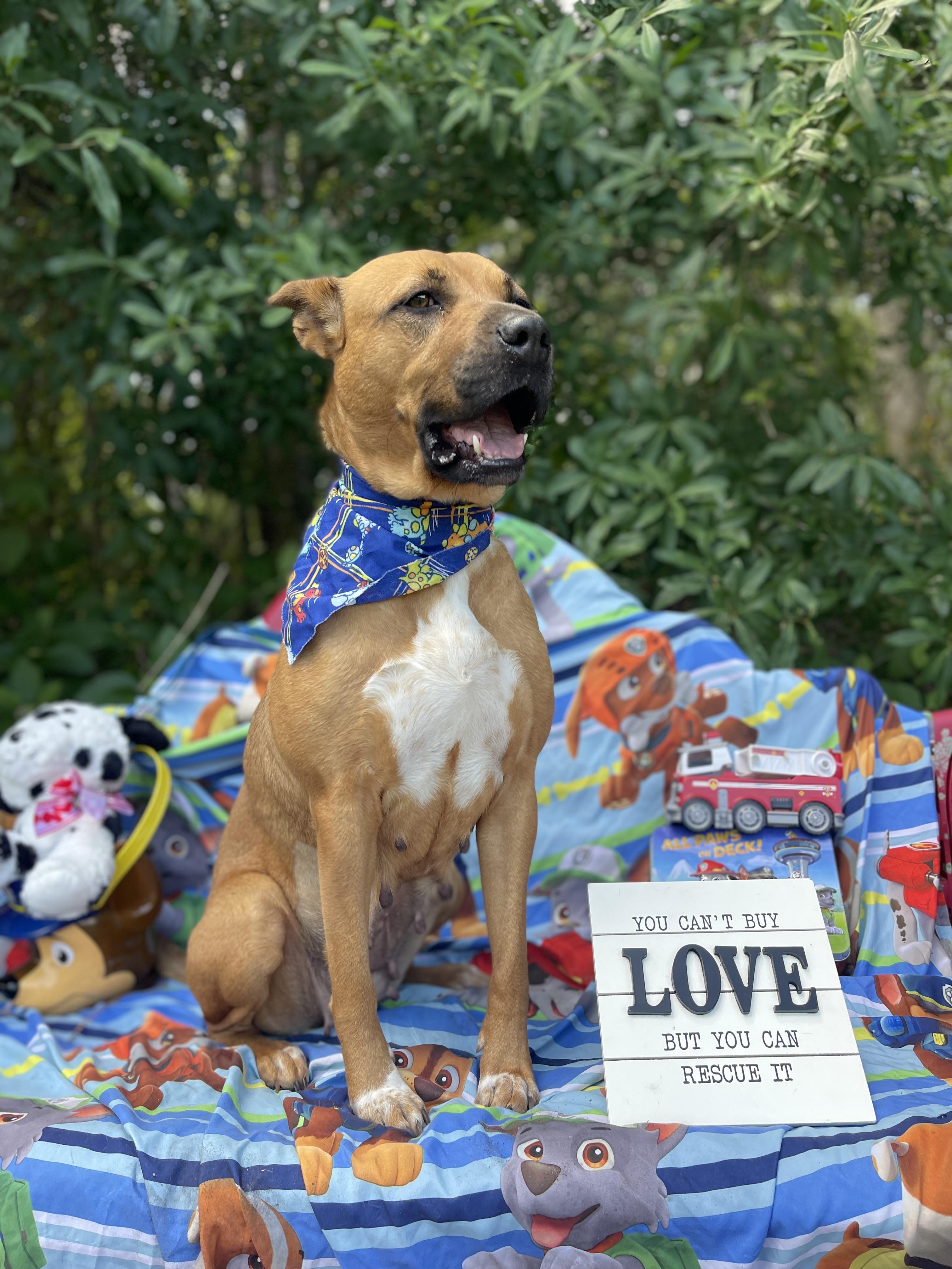 Enlarge Konya, a ADOPTABLE mixed breed in Sebring, FL image 2/5