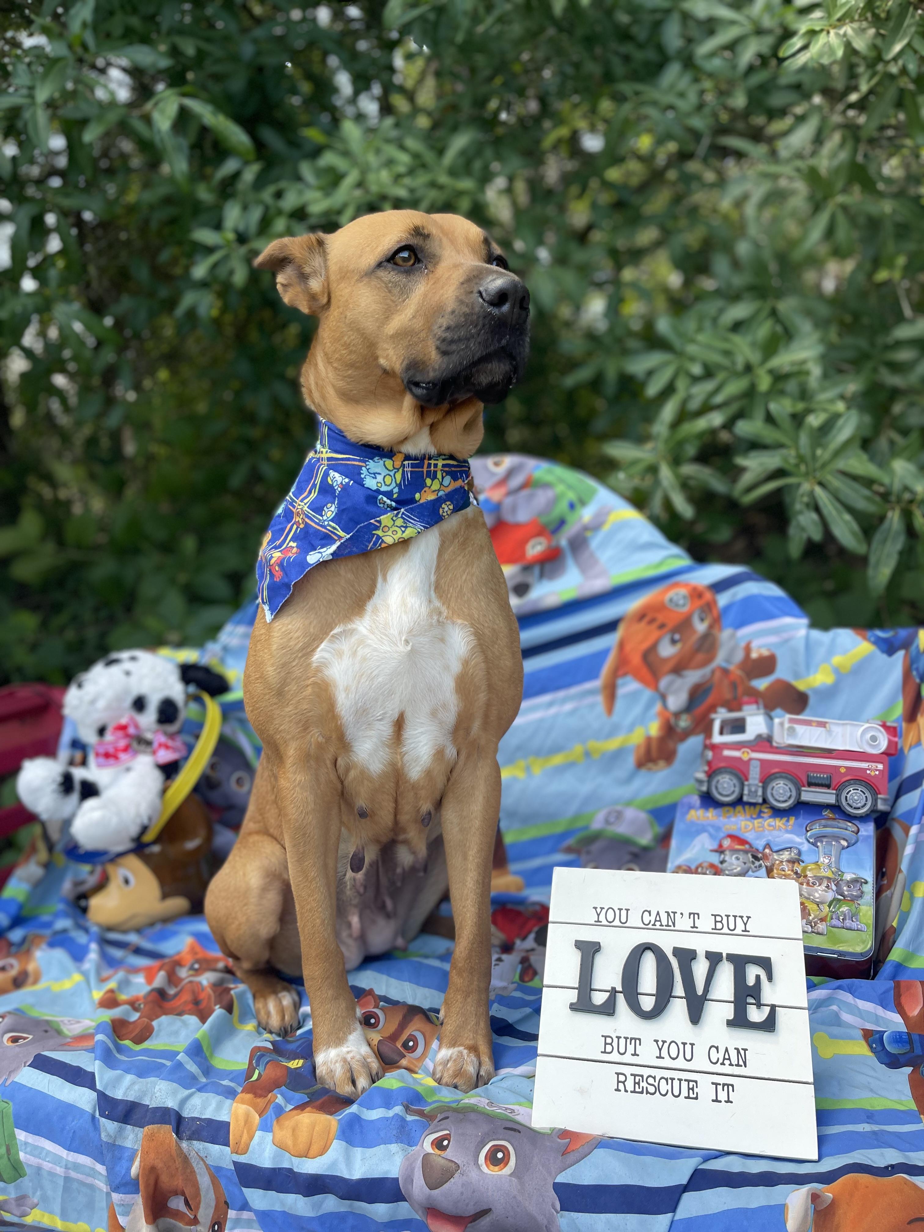 Enlarge Konya, a ADOPTABLE mixed breed in Sebring, FL image 5/5