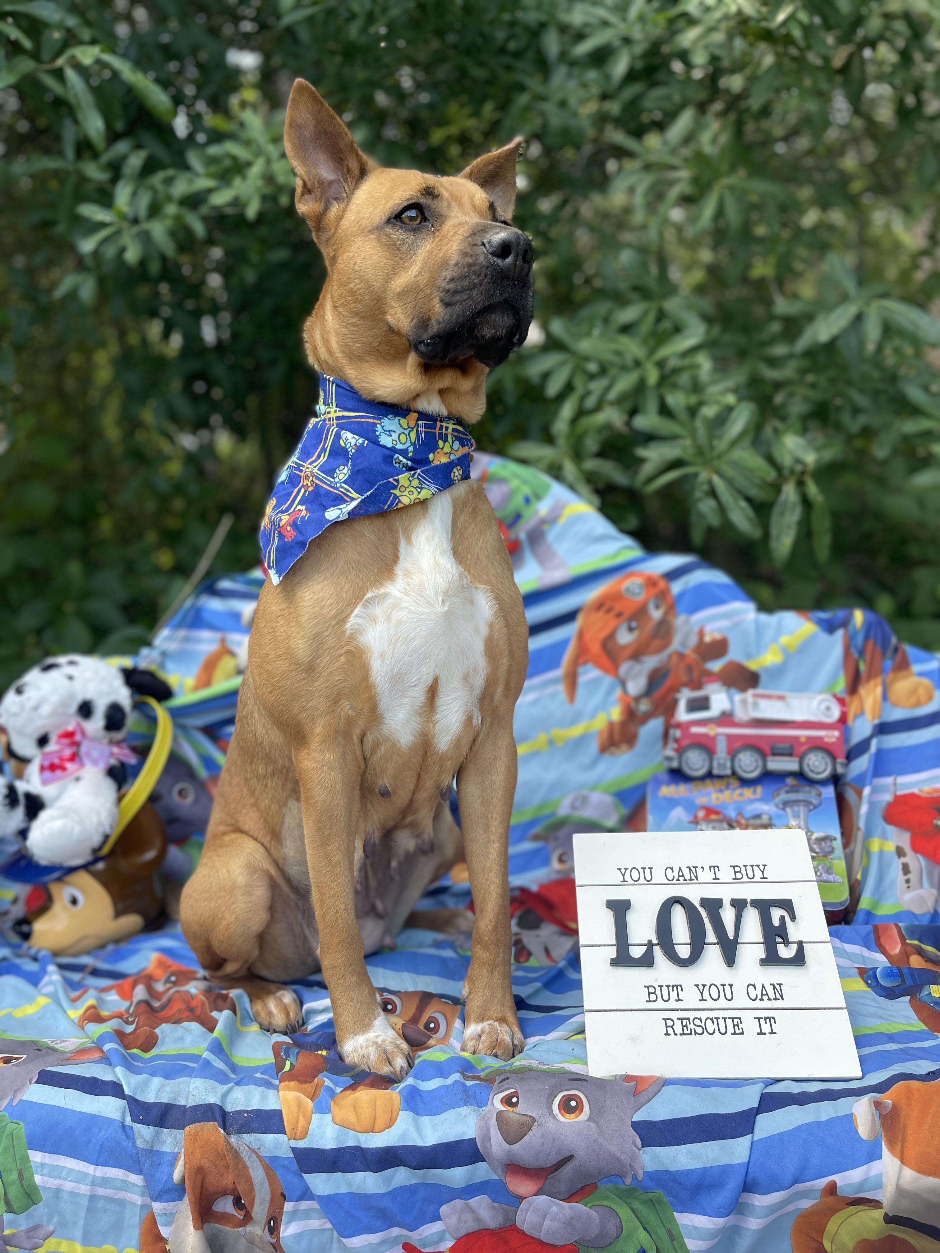 Enlarge Konya, a ADOPTABLE mixed breed in Sebring, FL image 3/5