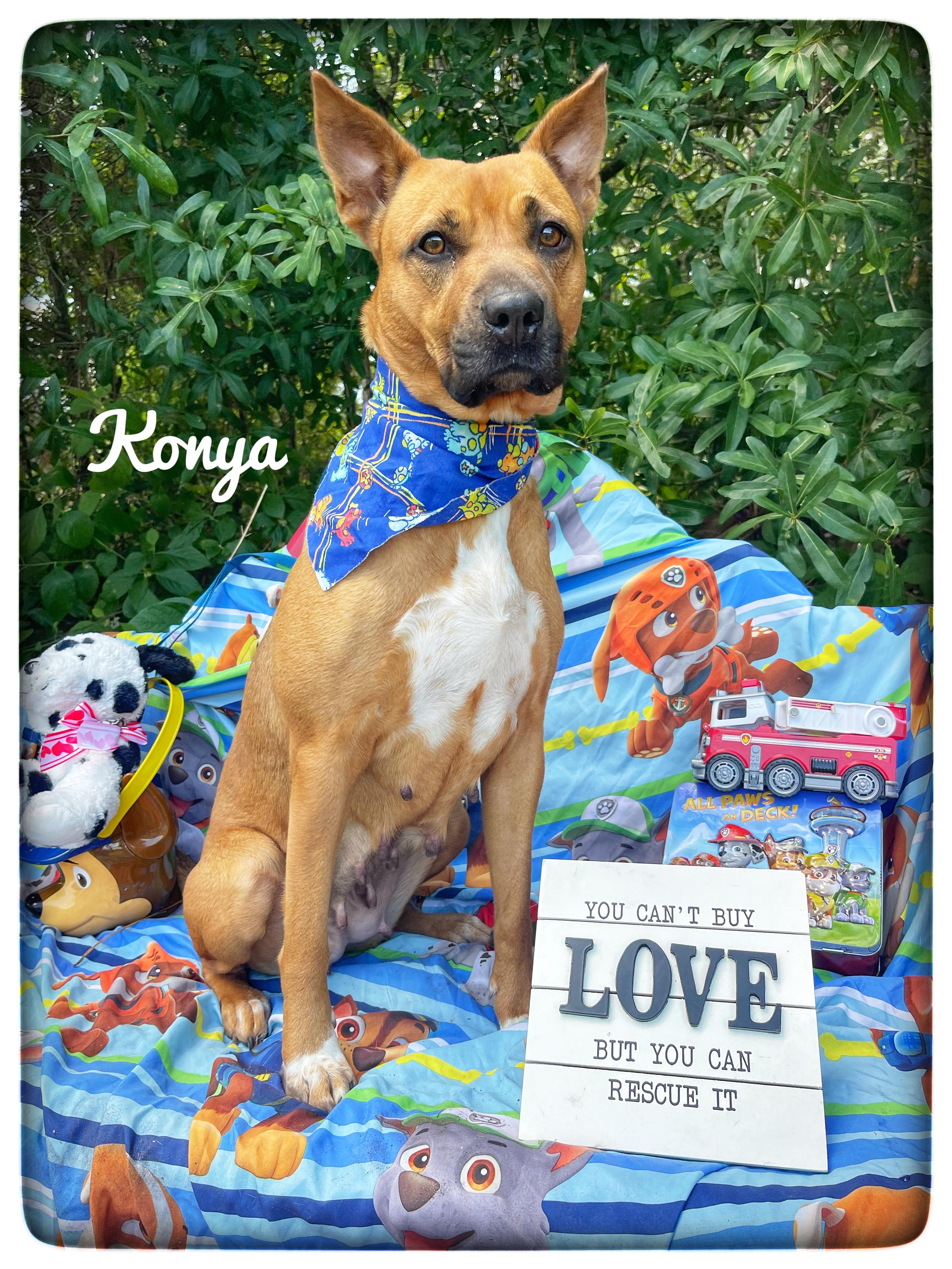 Konya, ADOPTABLE, Adult Female Black Mouth Cur & Carolina Dog.