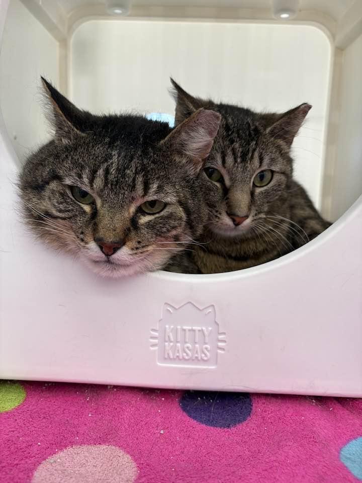 Enlarge Augustine, a ADOPTABLE Domestic Short Hair in Cleveland, OH image 6/6