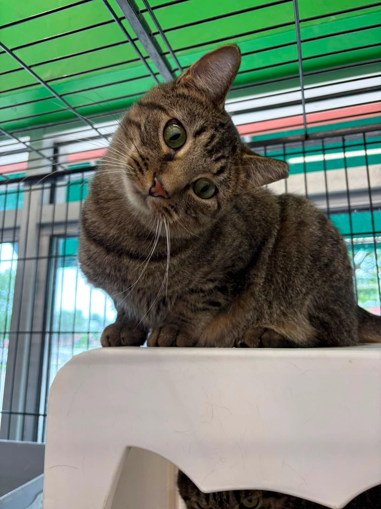 Augustine, a ADOPTABLE Domestic Short Hair in Cleveland, OH image 1/6