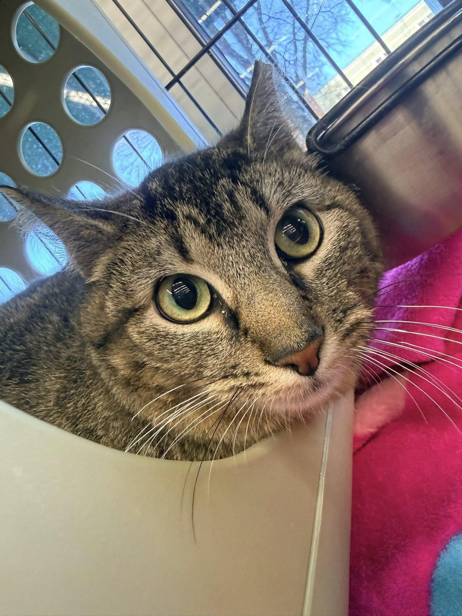 Enlarge Augustine, a ADOPTABLE Domestic Short Hair in Cleveland, OH image 3/6