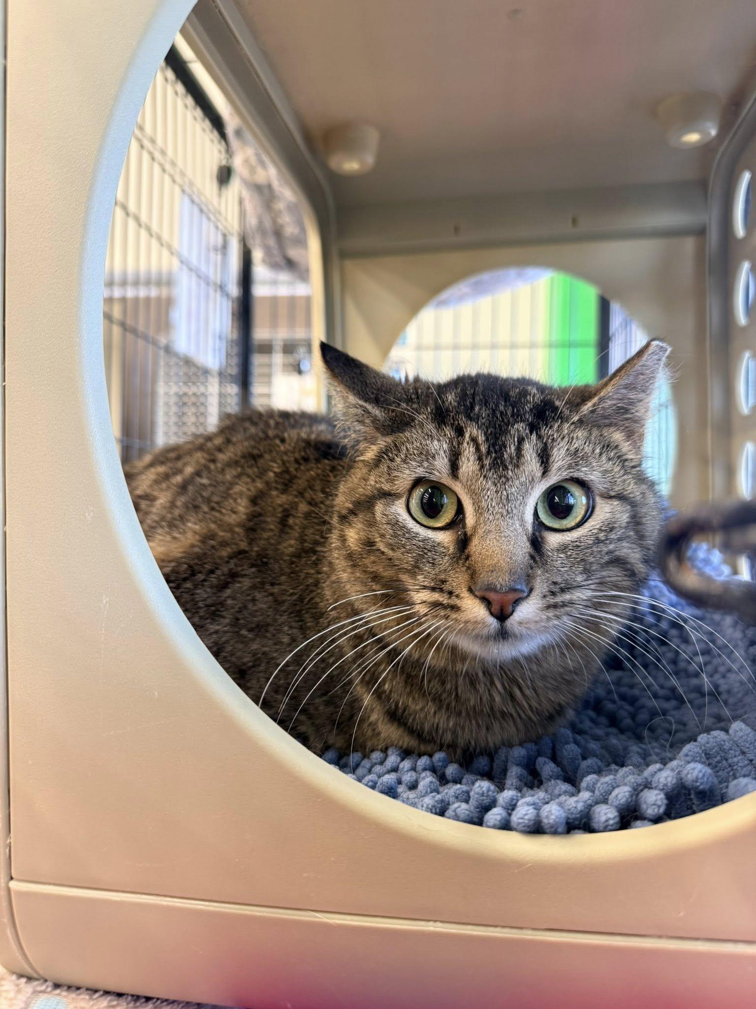 Enlarge Augustine, a ADOPTABLE Domestic Short Hair in Cleveland, OH image 2/6