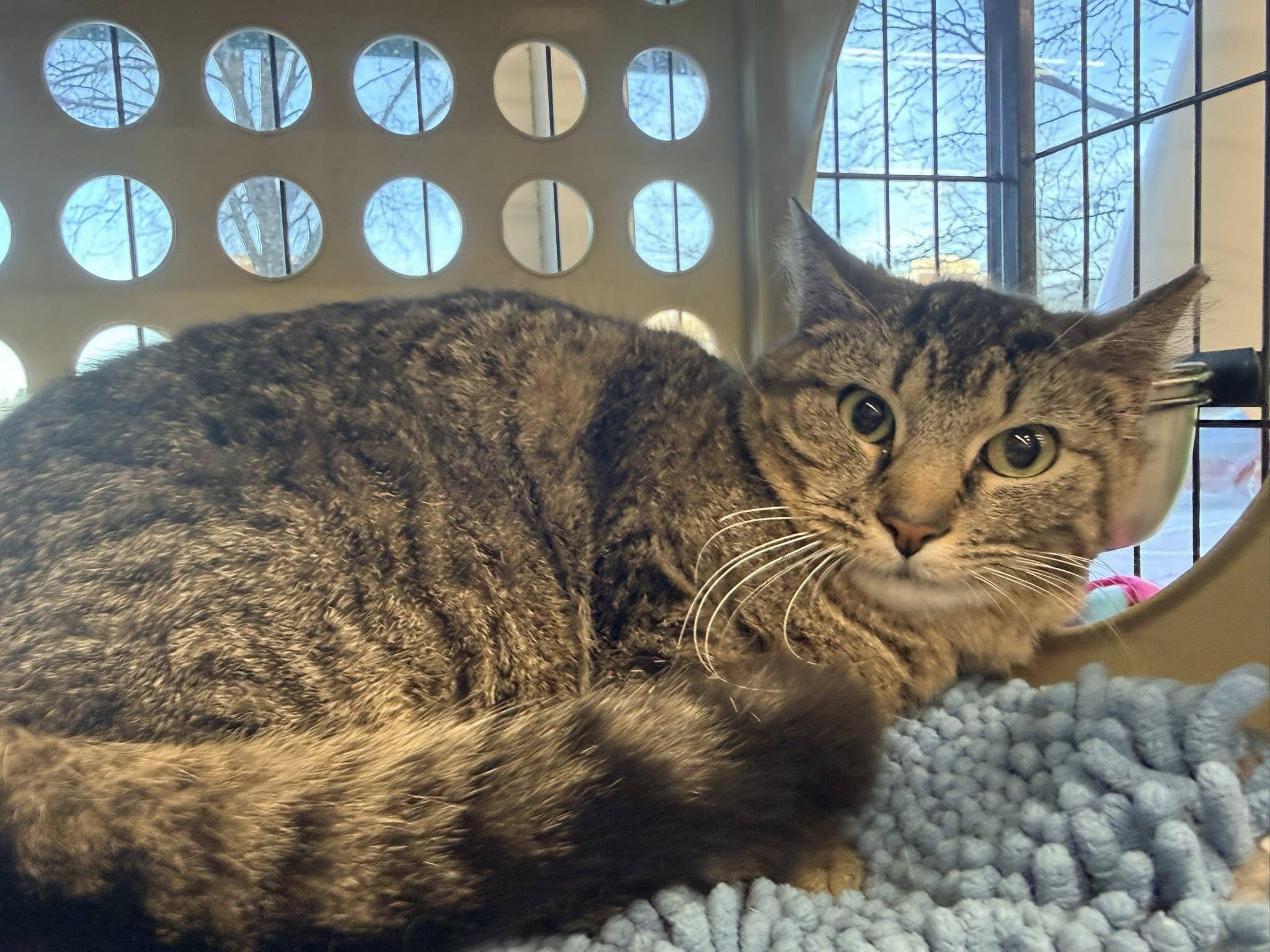 Enlarge Augustine, a ADOPTABLE Domestic Short Hair in Cleveland, OH image 1/6