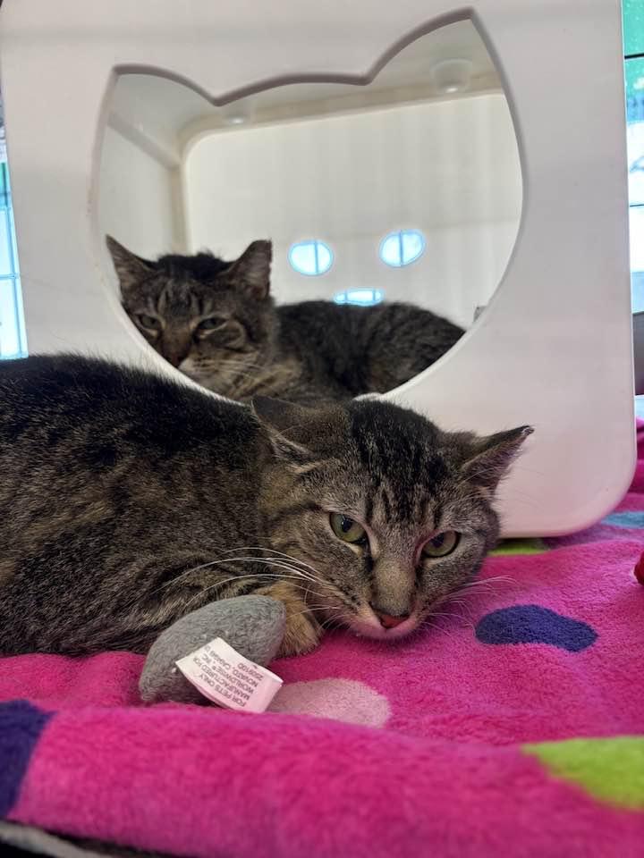 Enlarge Augustine, a ADOPTABLE Domestic Short Hair in Cleveland, OH image 4/6