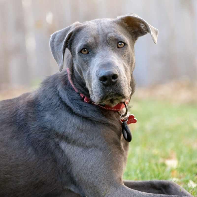 Enlarge Yuki, a Adoptable mixed breed in Boulder, CO image 1/6