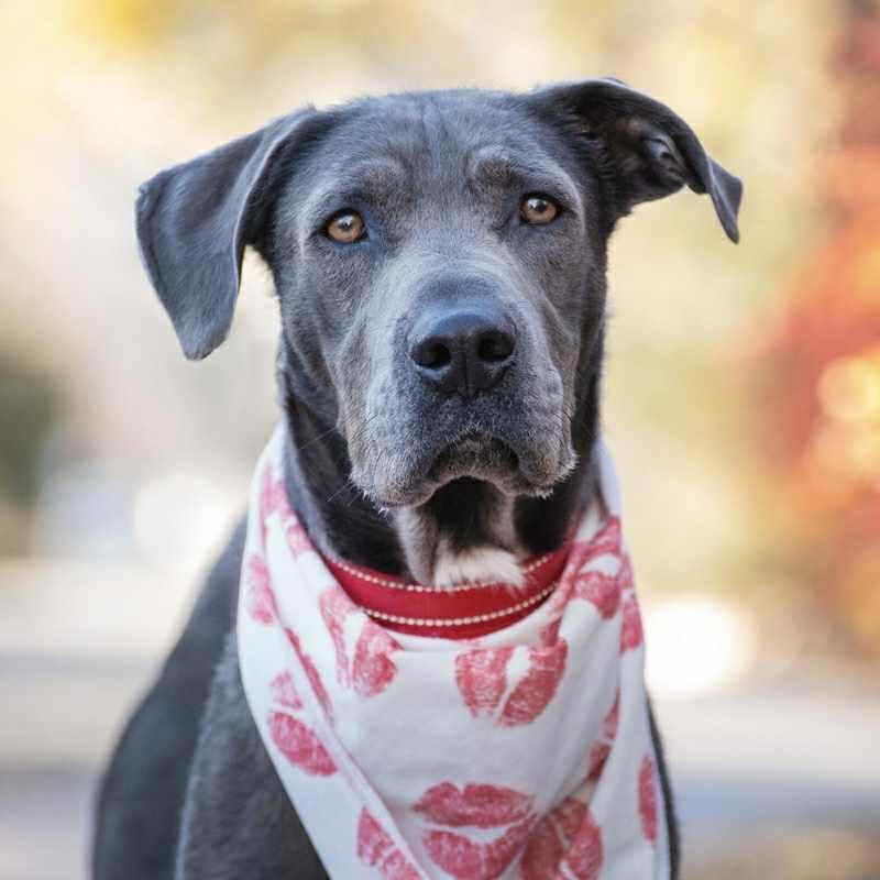 Enlarge Yuki, a Adoptable mixed breed in Boulder, CO image 4/6