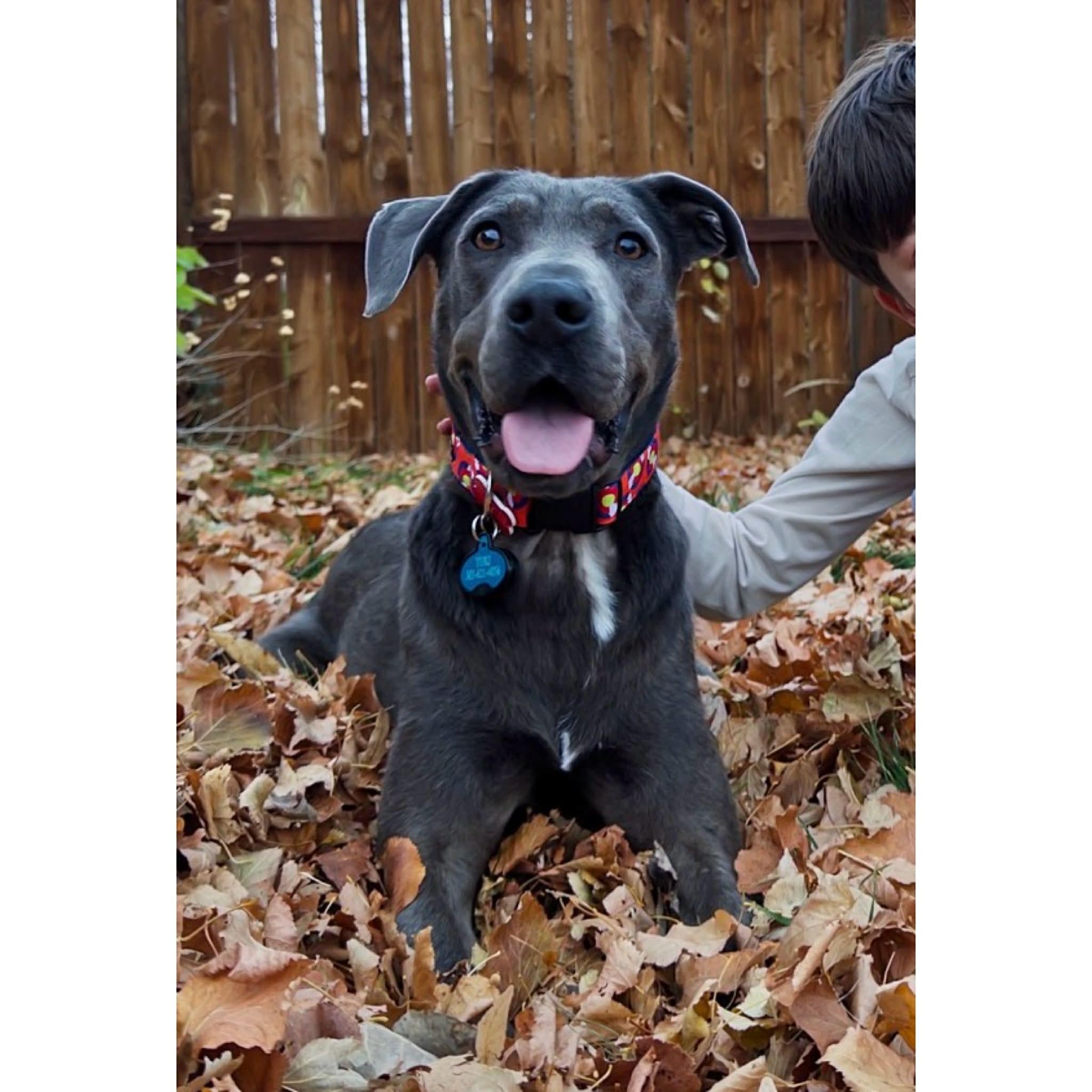 Enlarge Yuki, a Adoptable mixed breed in Boulder, CO image 2/6