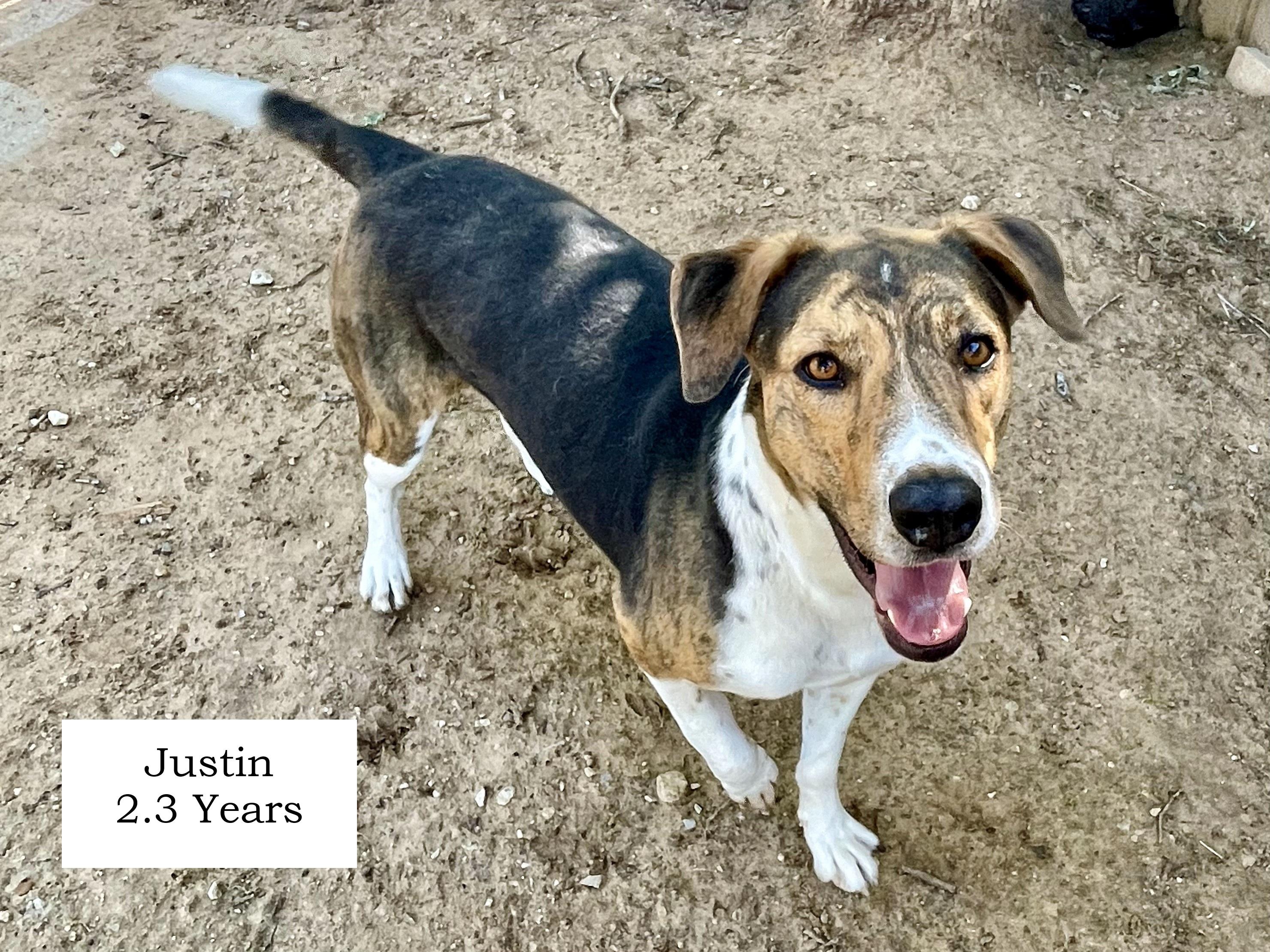 Justin, Adoptable, Young Male Plott Hound.