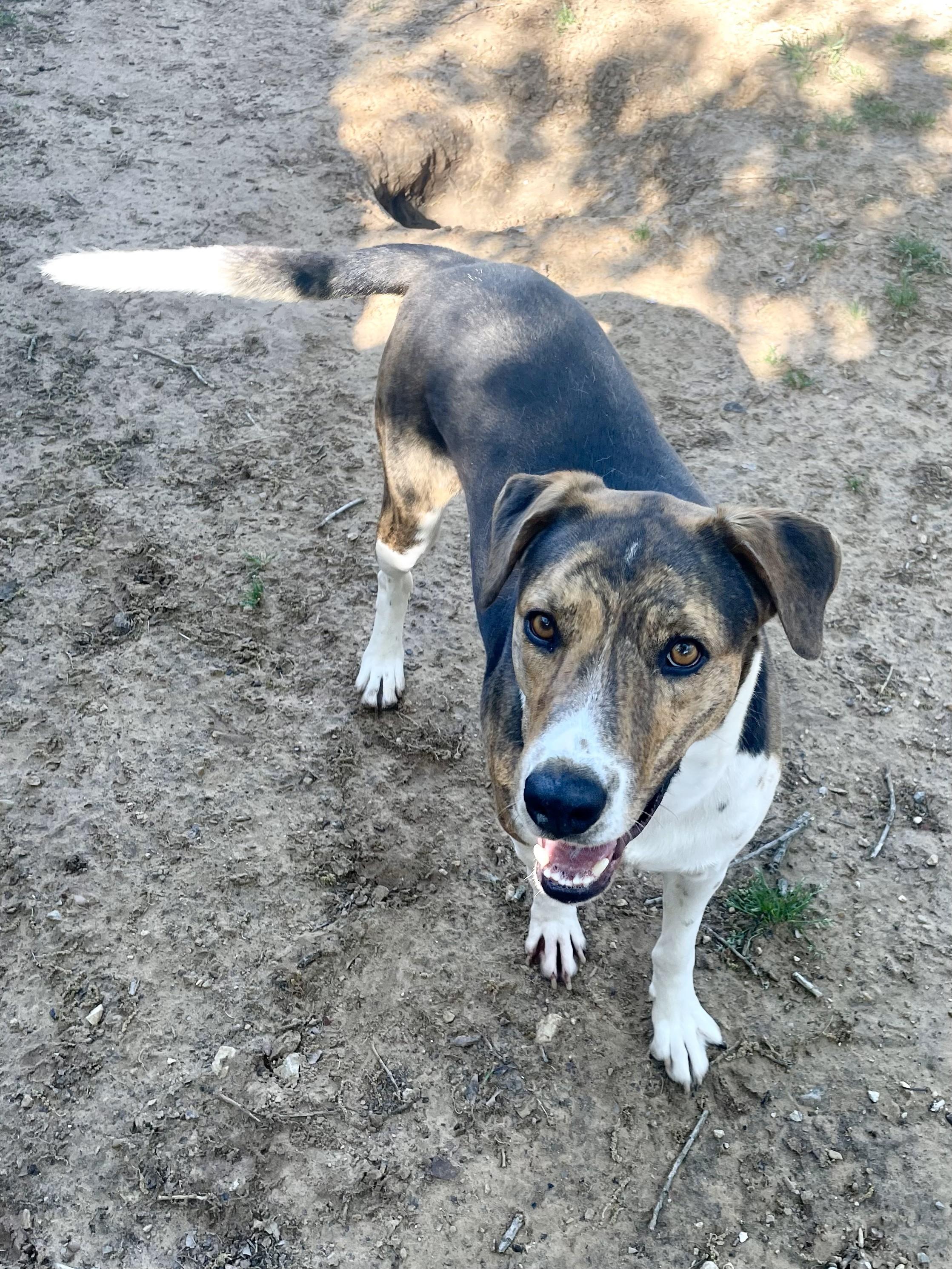 Enlarge Justin, a Adoptable mixed breed in Paradise, TX image 2/3