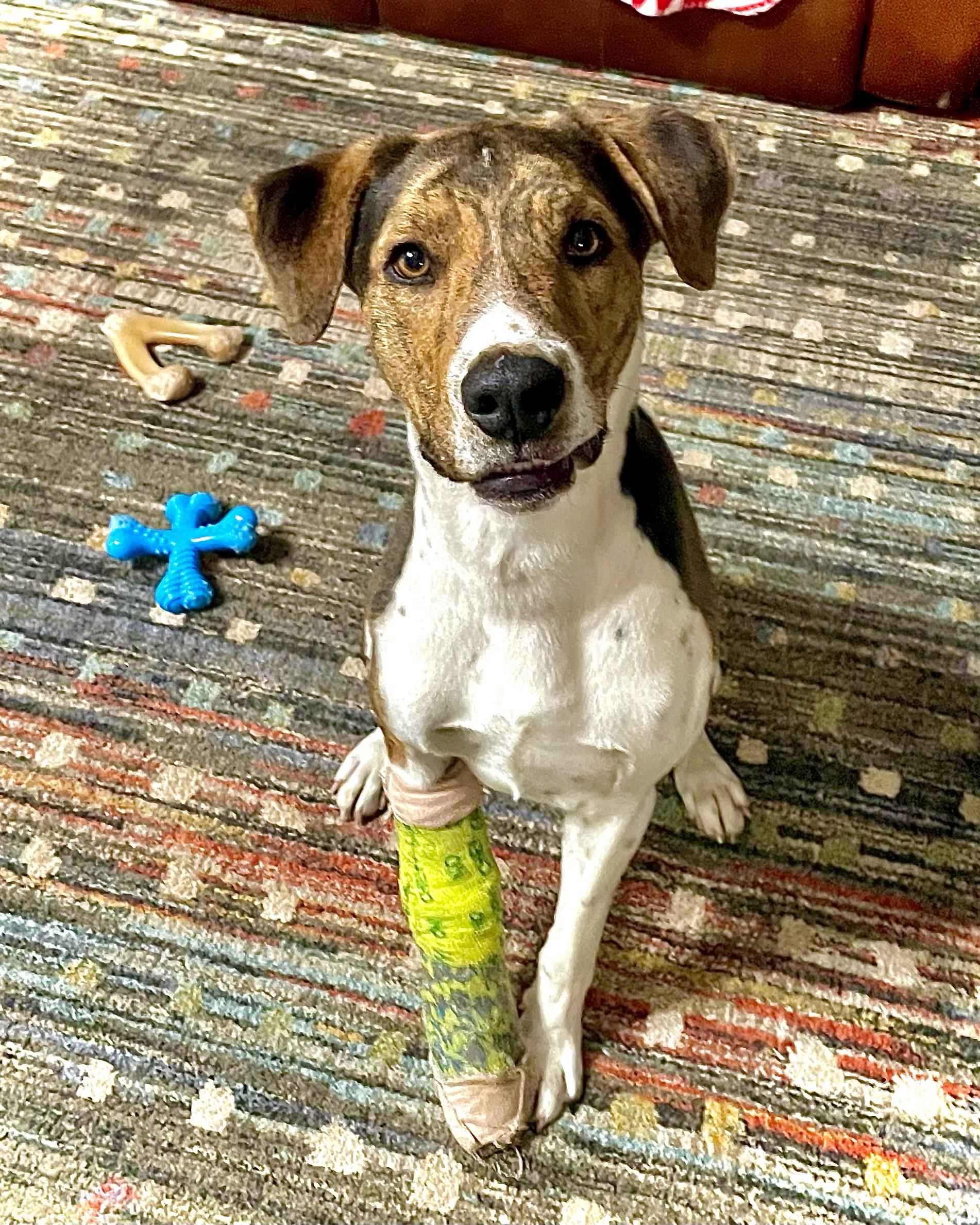 Enlarge Justin, a Adoptable mixed breed in Paradise, TX image 3/3