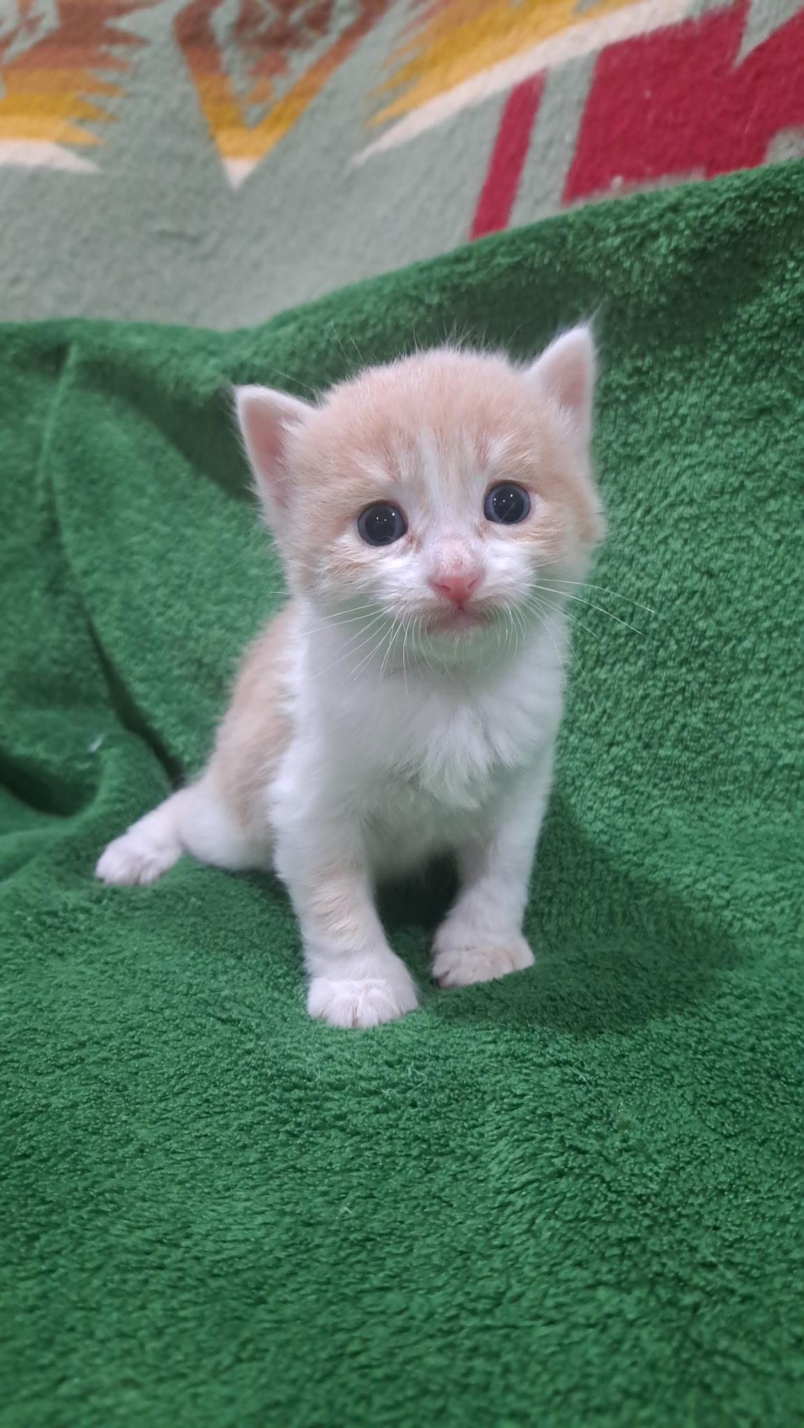 Rowan, Adoptable, Kitten Male Domestic Short Hair.