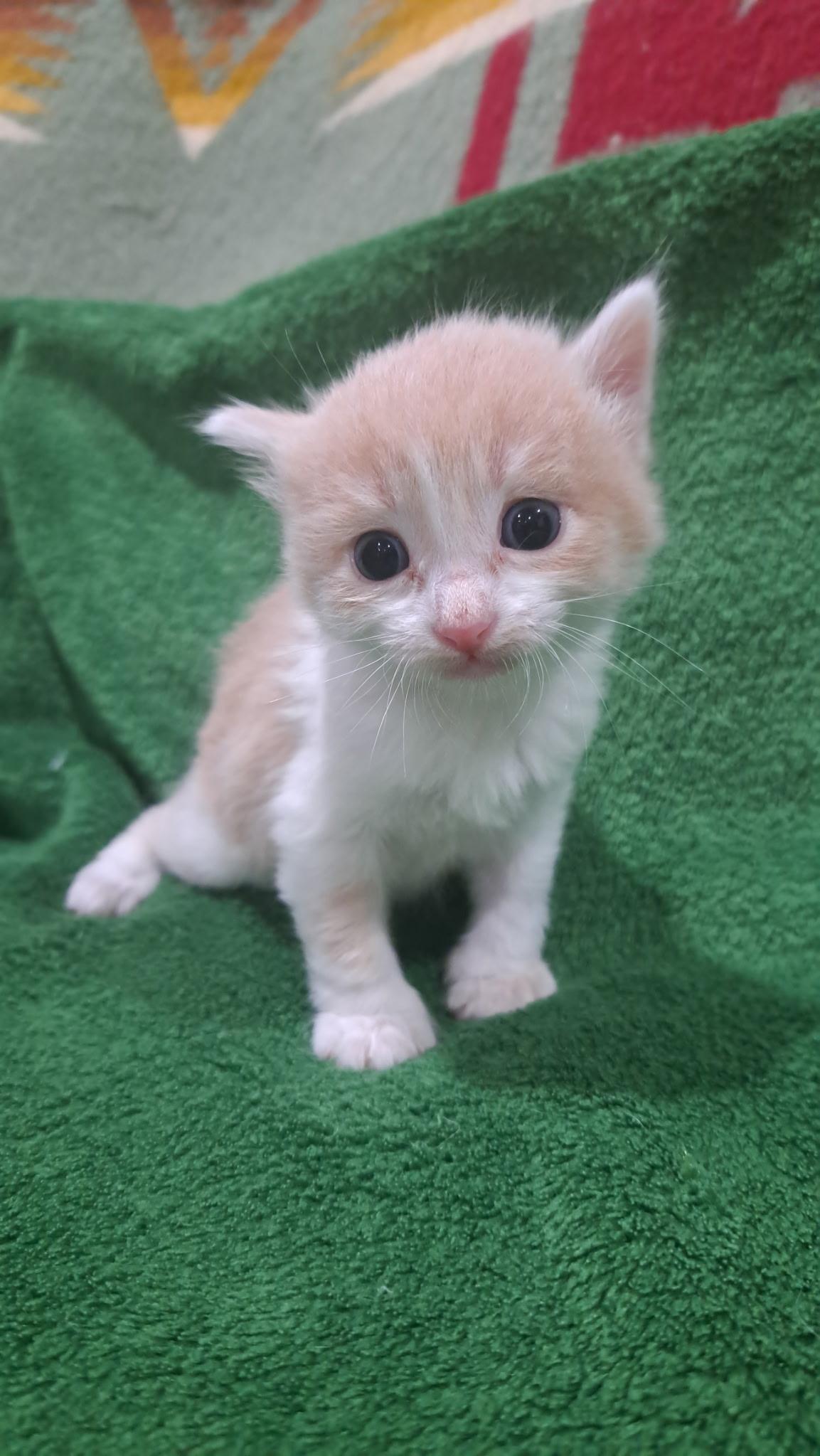 Enlarge Rowan, a Adoptable mixed breed in Dixon, CA image 2/3