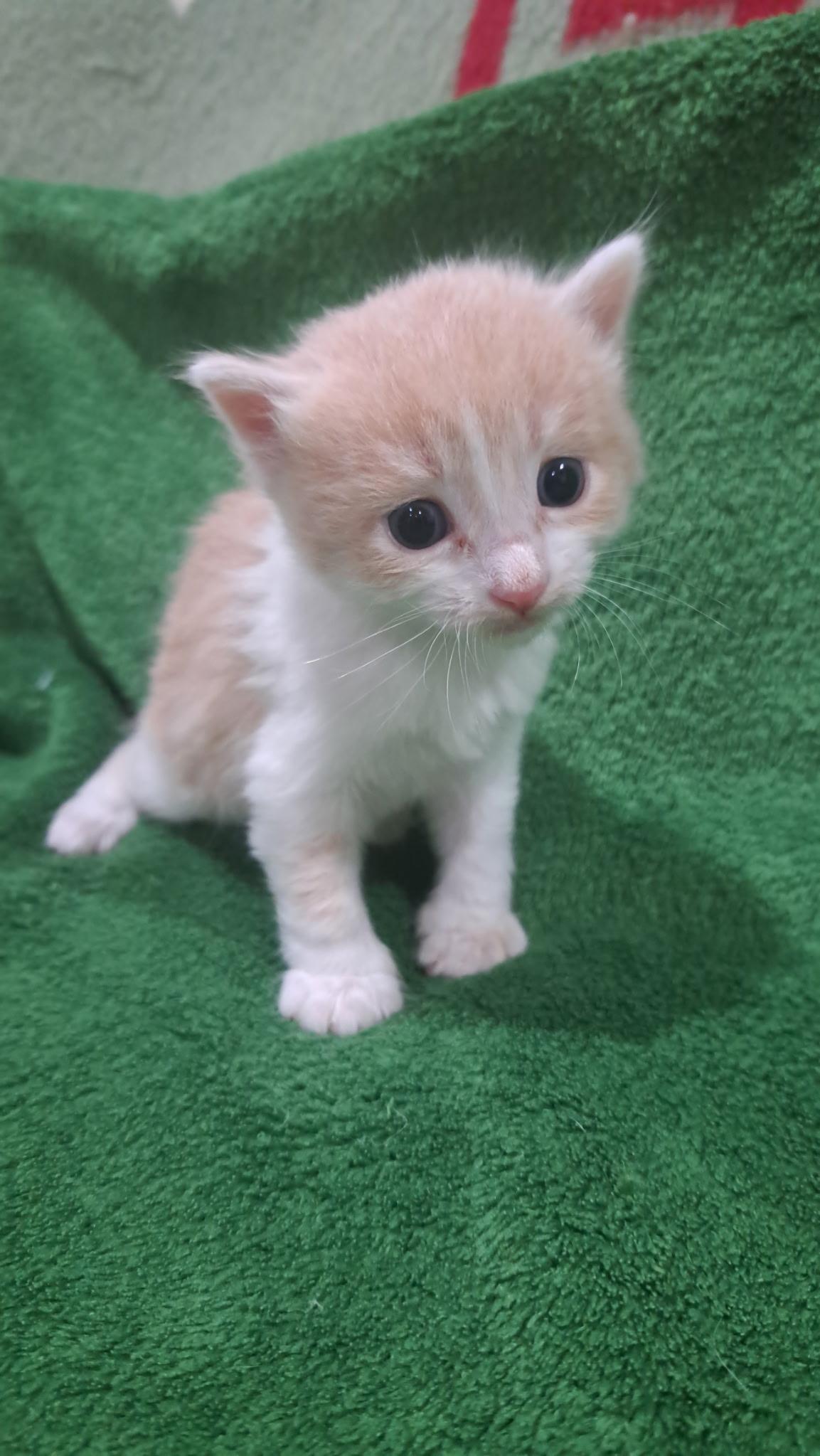 Enlarge Rowan, a Adoptable mixed breed in Dixon, CA image 3/3