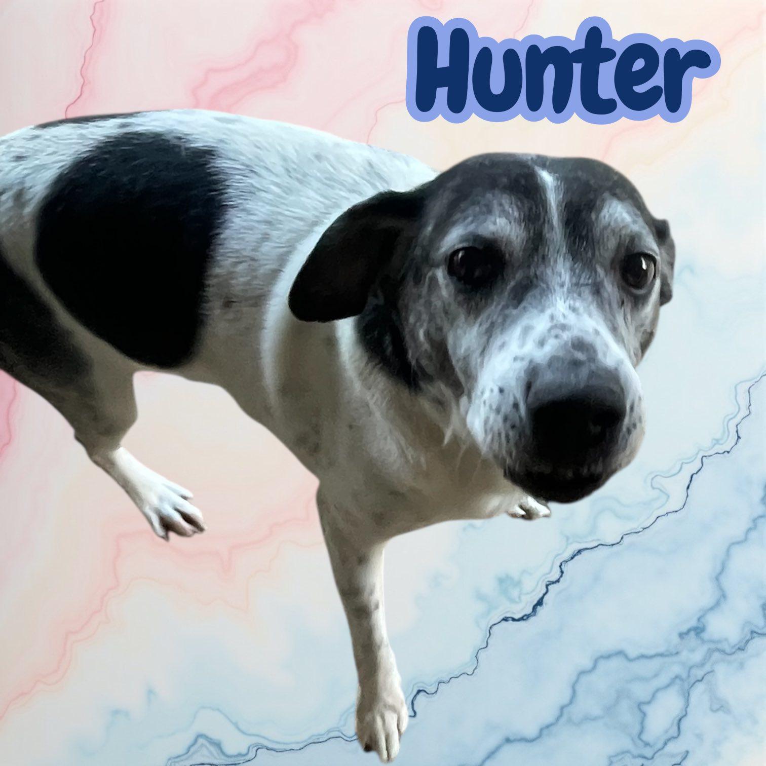 Hunter (Sweet Adult - Good with KIDS & FEMALE DOGS)