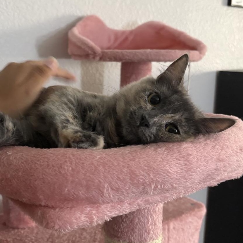 Enlarge Sophie, a Adoptable Domestic Medium Hair in Wildomar, CA image 1/4