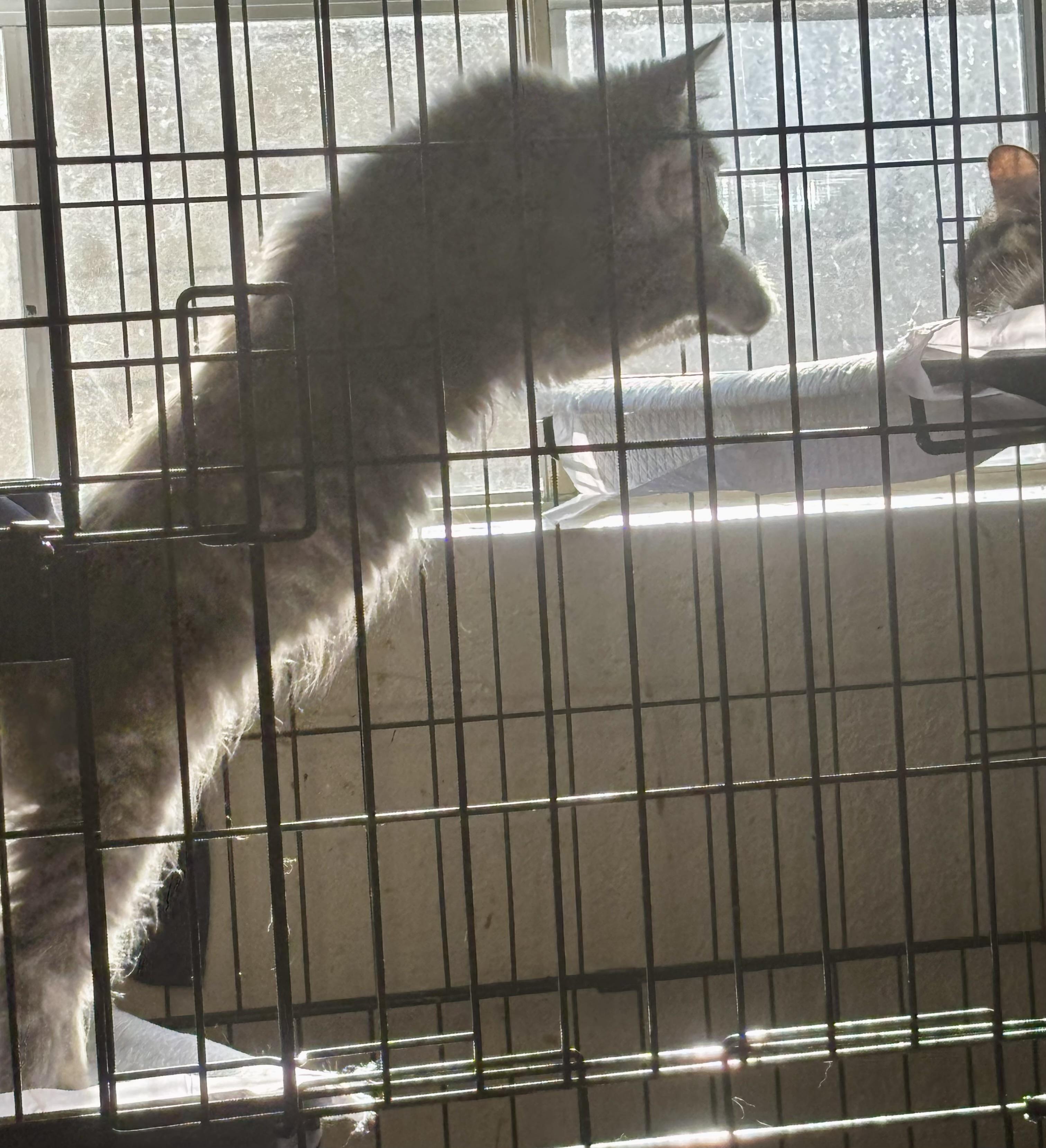 Enlarge Sophie, a ADOPTABLE Domestic Medium Hair in Wildomar, CA image 4/5