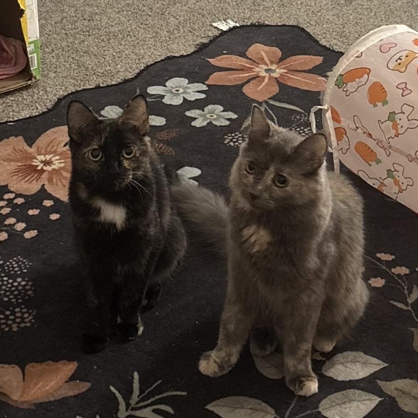 Enlarge Sophie, a Adoptable Domestic Medium Hair in Wildomar, CA image 4/4