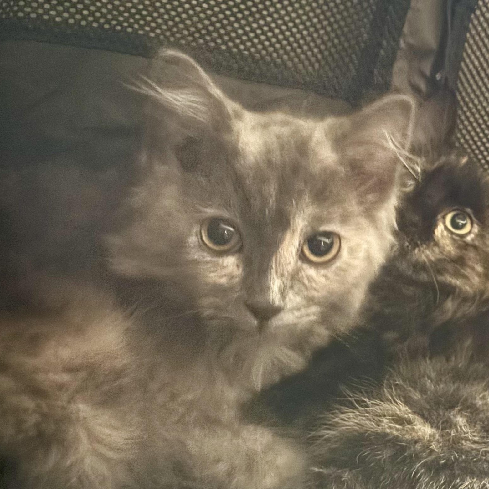 Enlarge Sophie, a ADOPTABLE Domestic Medium Hair in Wildomar, CA image 1/5