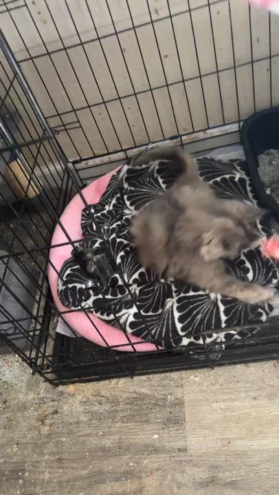 Enlarge Sophie, a ADOPTABLE Domestic Medium Hair in Wildomar, CA video 5/5
