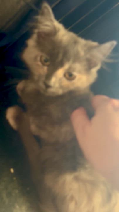 Enlarge Sophie, a ADOPTABLE Domestic Medium Hair in Wildomar, CA video 3/5