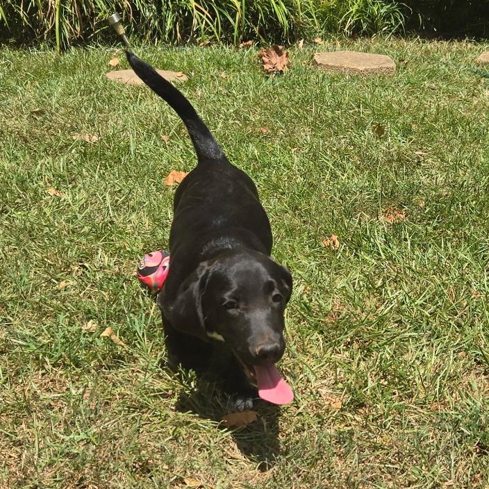 Enlarge Freedom, a Adopted mixed breed in Arlington, TN image 2/4