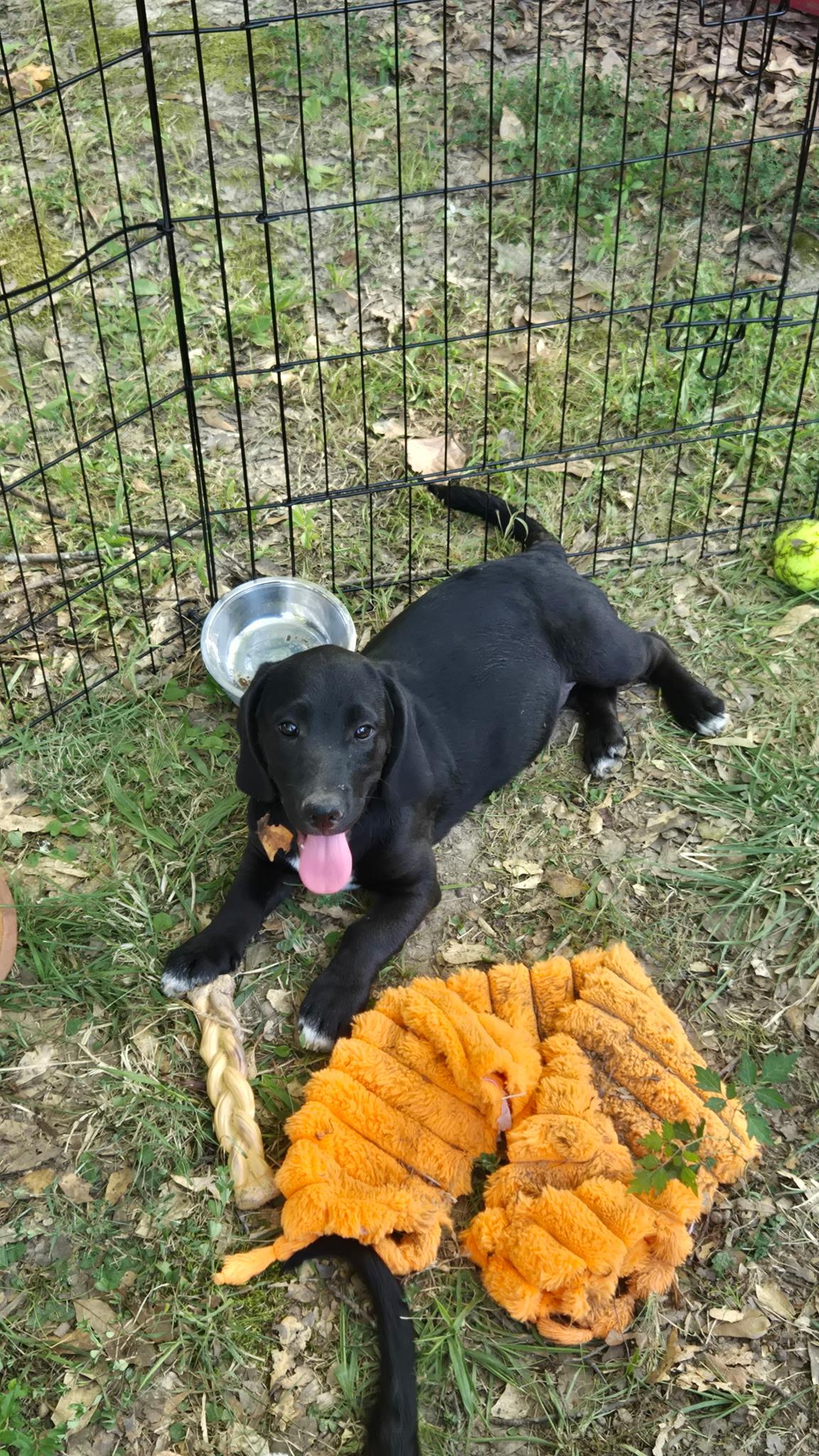 Freedom, Adopted, Puppy Male Dachshund.