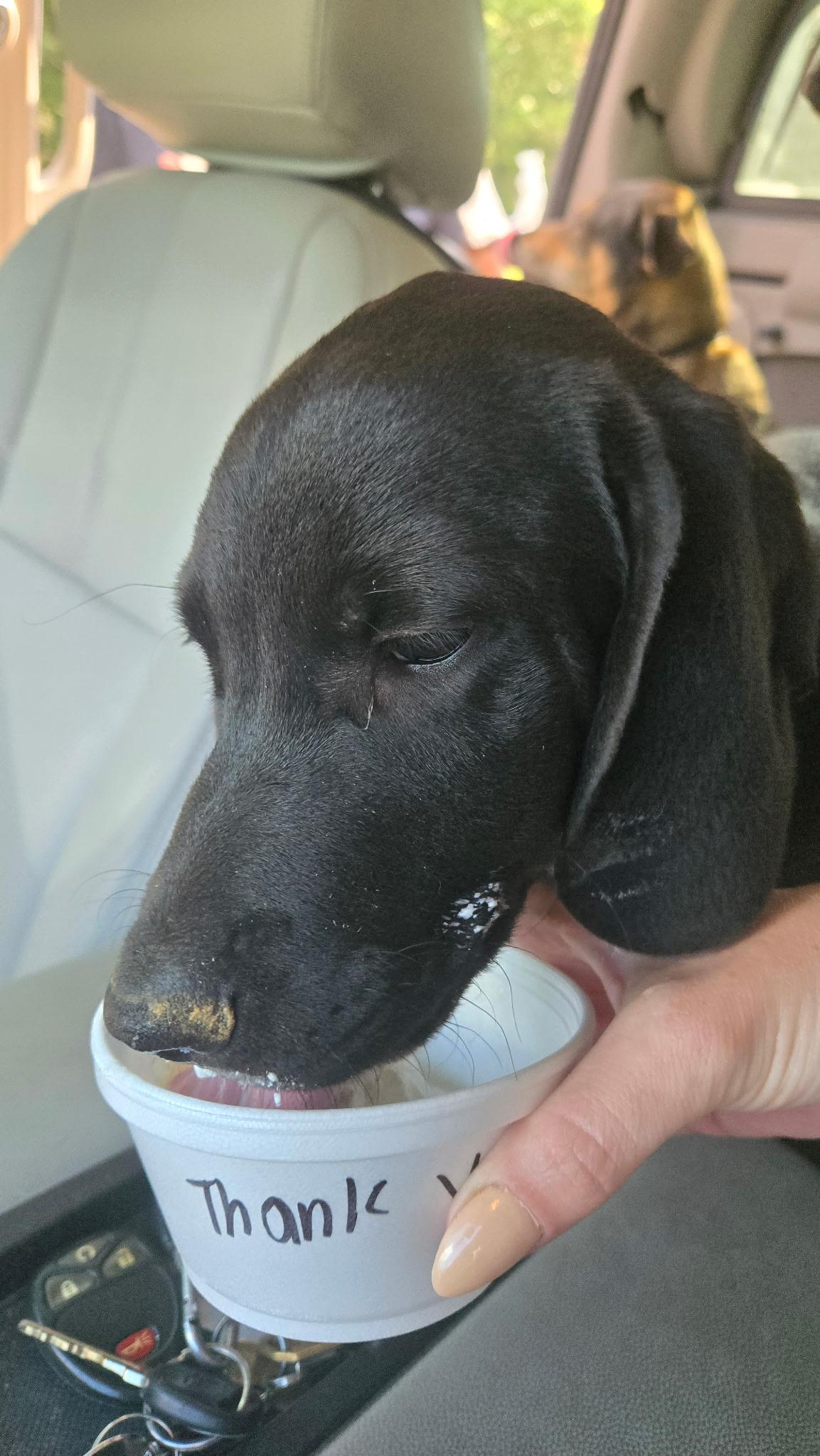 Enlarge Freedom, a Adopted mixed breed in Arlington, TN image 3/4