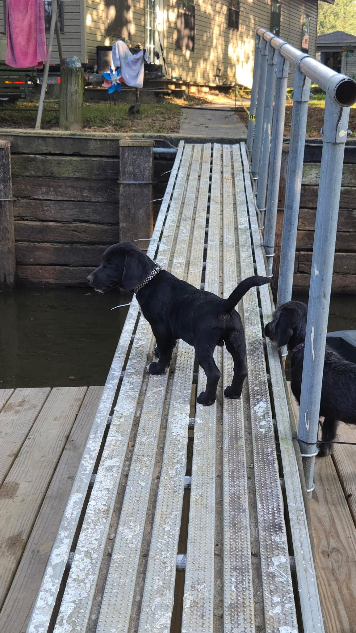 Enlarge Freedom, a Adopted mixed breed in Arlington, TN image 4/4