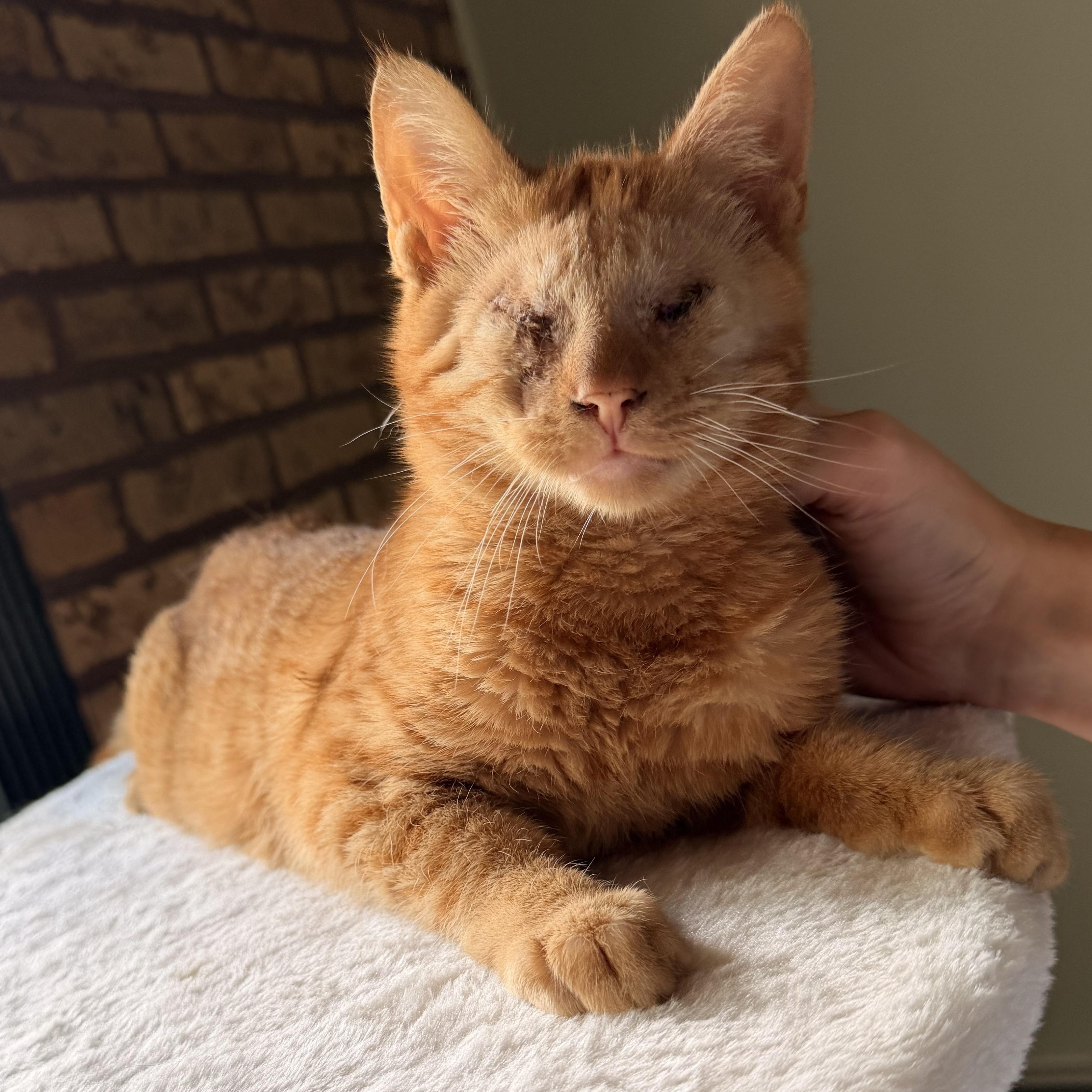 Enlarge Radar, a Adopted Domestic Short Hair in Scranton, PA image 4/5