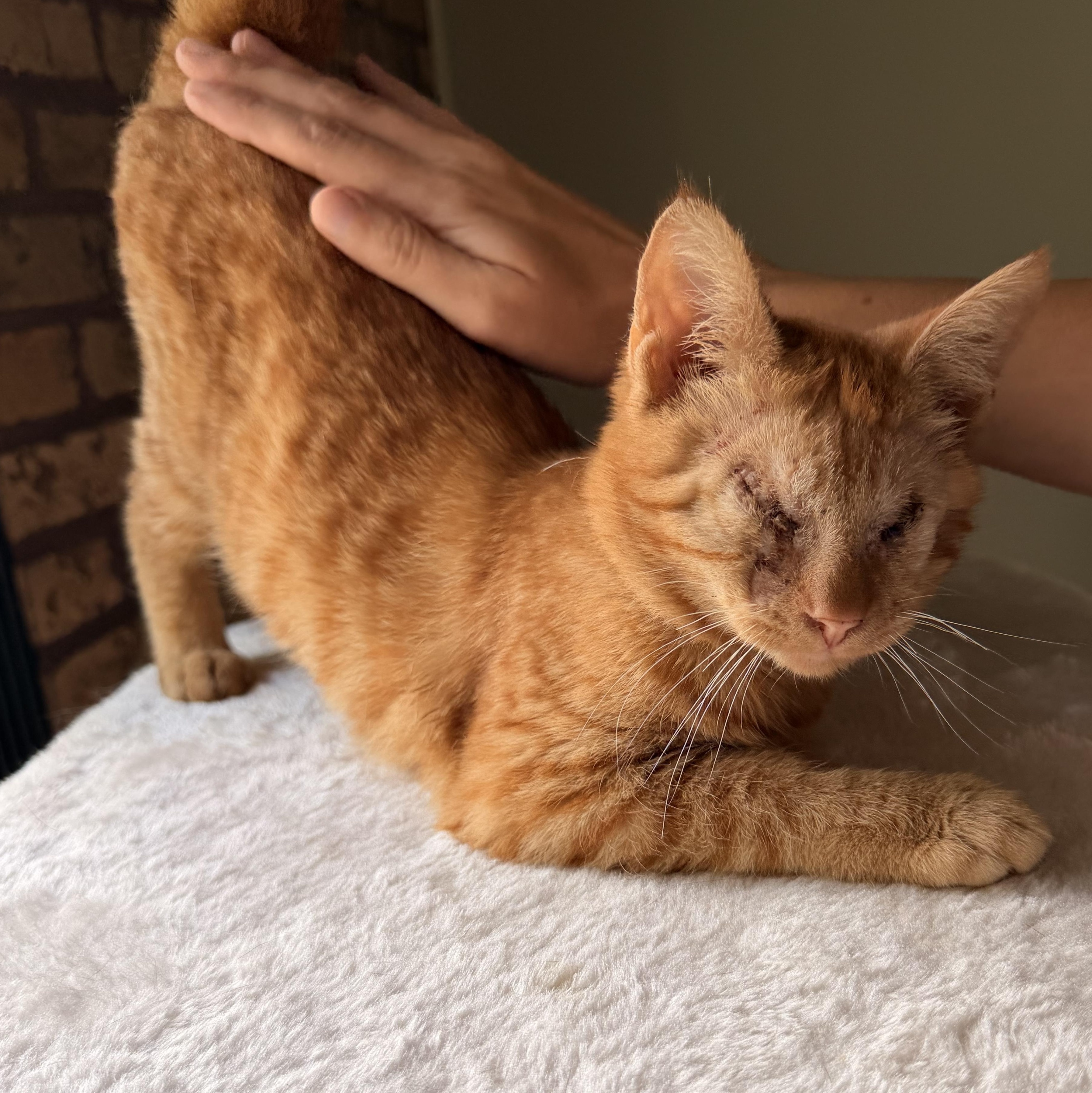 Enlarge Radar, a Adopted Domestic Short Hair in Scranton, PA image 2/5