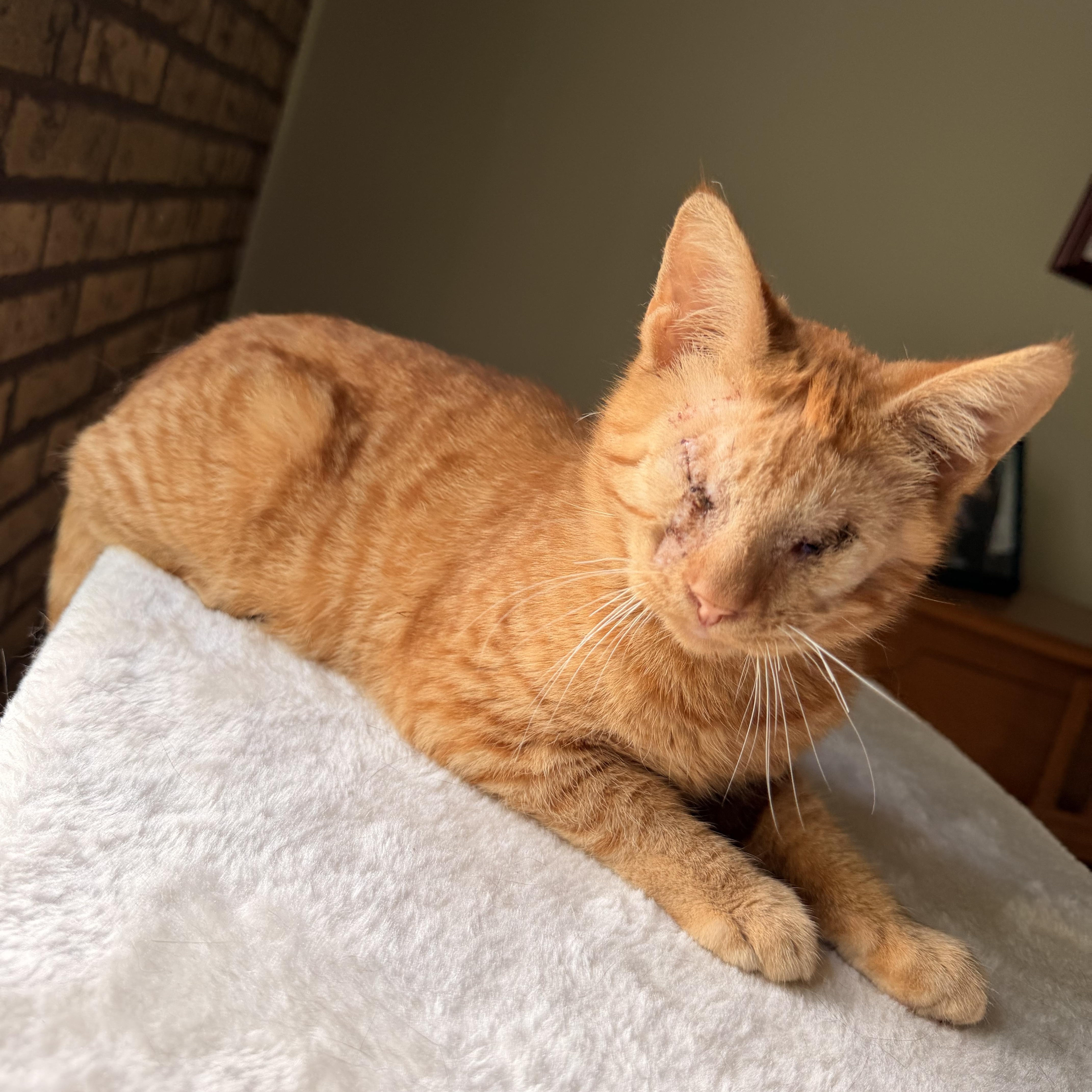 Enlarge Radar, a Adopted Domestic Short Hair in Scranton, PA image 1/5