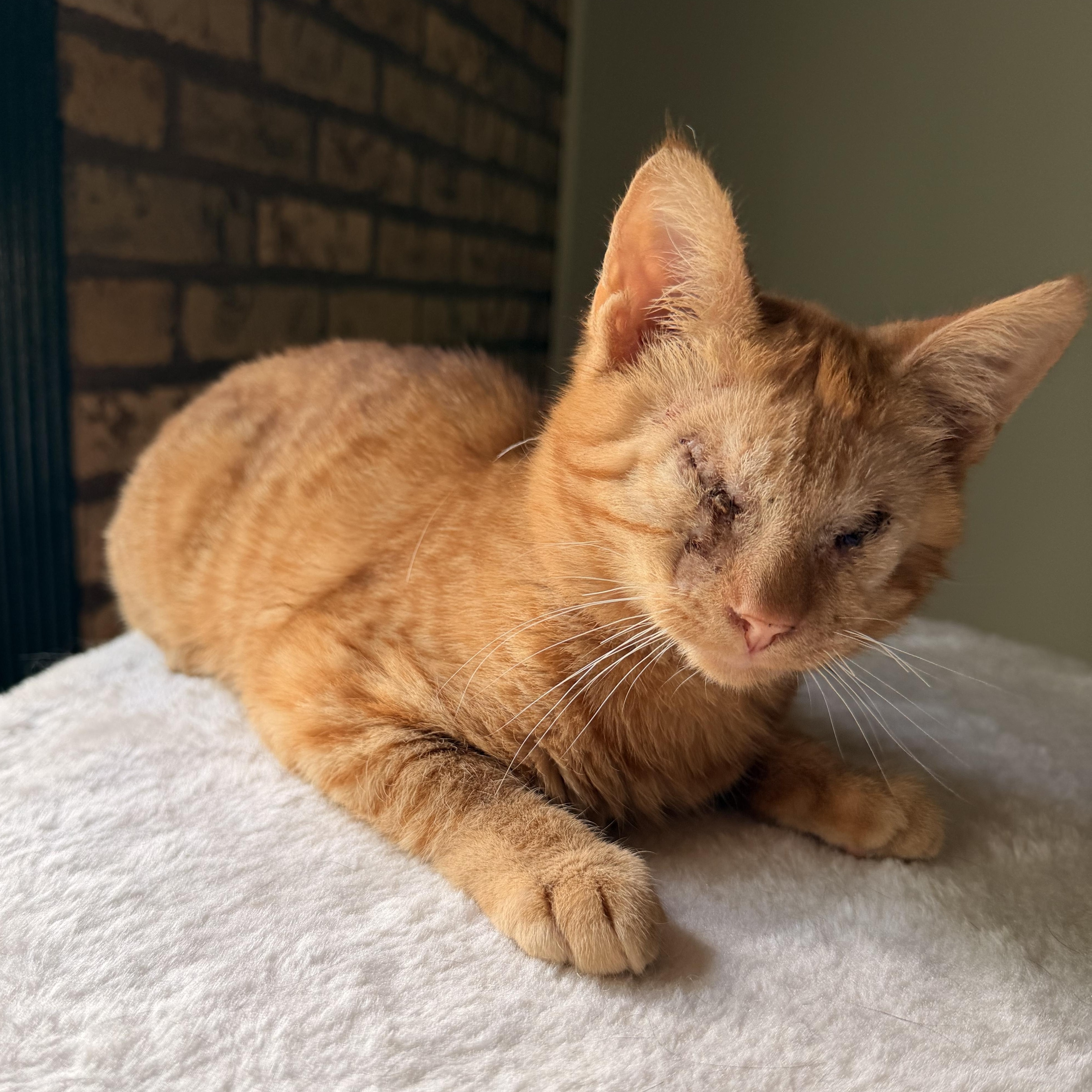 Enlarge Radar, a Adopted Domestic Short Hair in Scranton, PA image 3/5