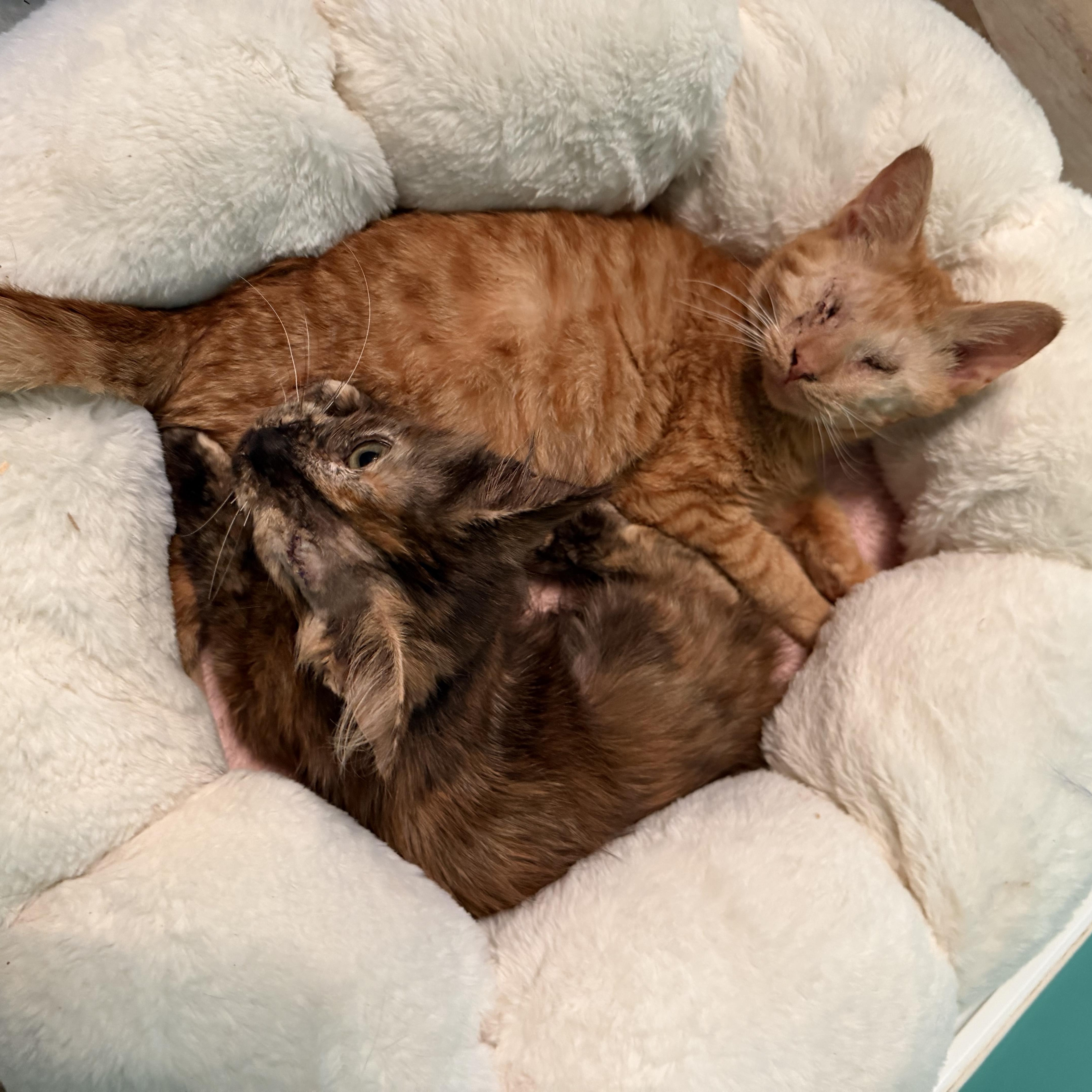 Enlarge Radar, a Adopted Domestic Short Hair in Scranton, PA image 5/5