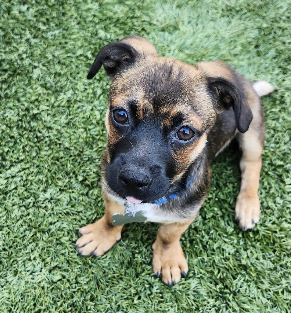 Bamm-Bamm, Adoptable, Puppy Male Dachshund & Chihuahua.