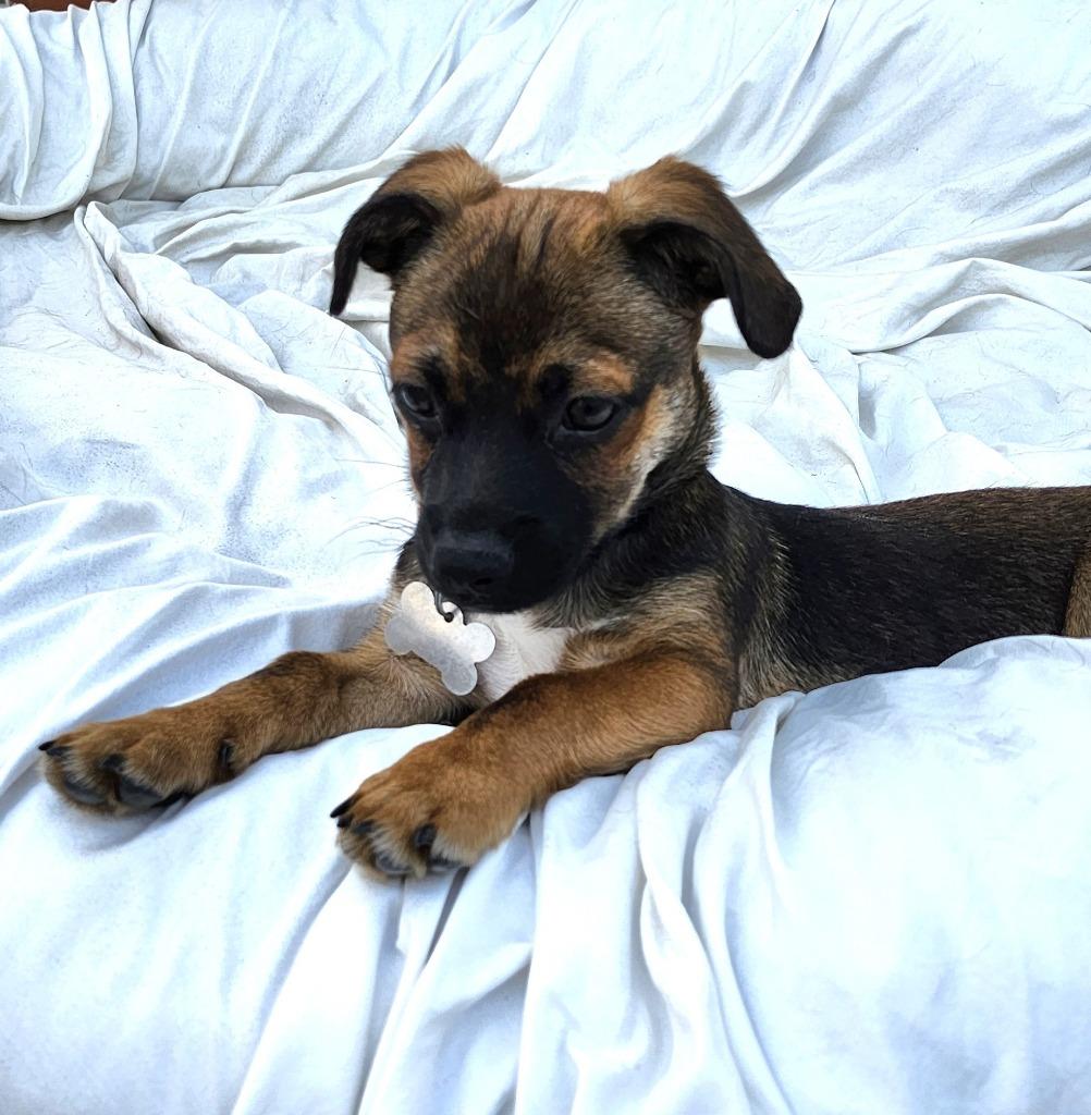 Enlarge Bamm-Bamm, a Adoptable mixed breed in Manhattan Beach, CA image 2/3