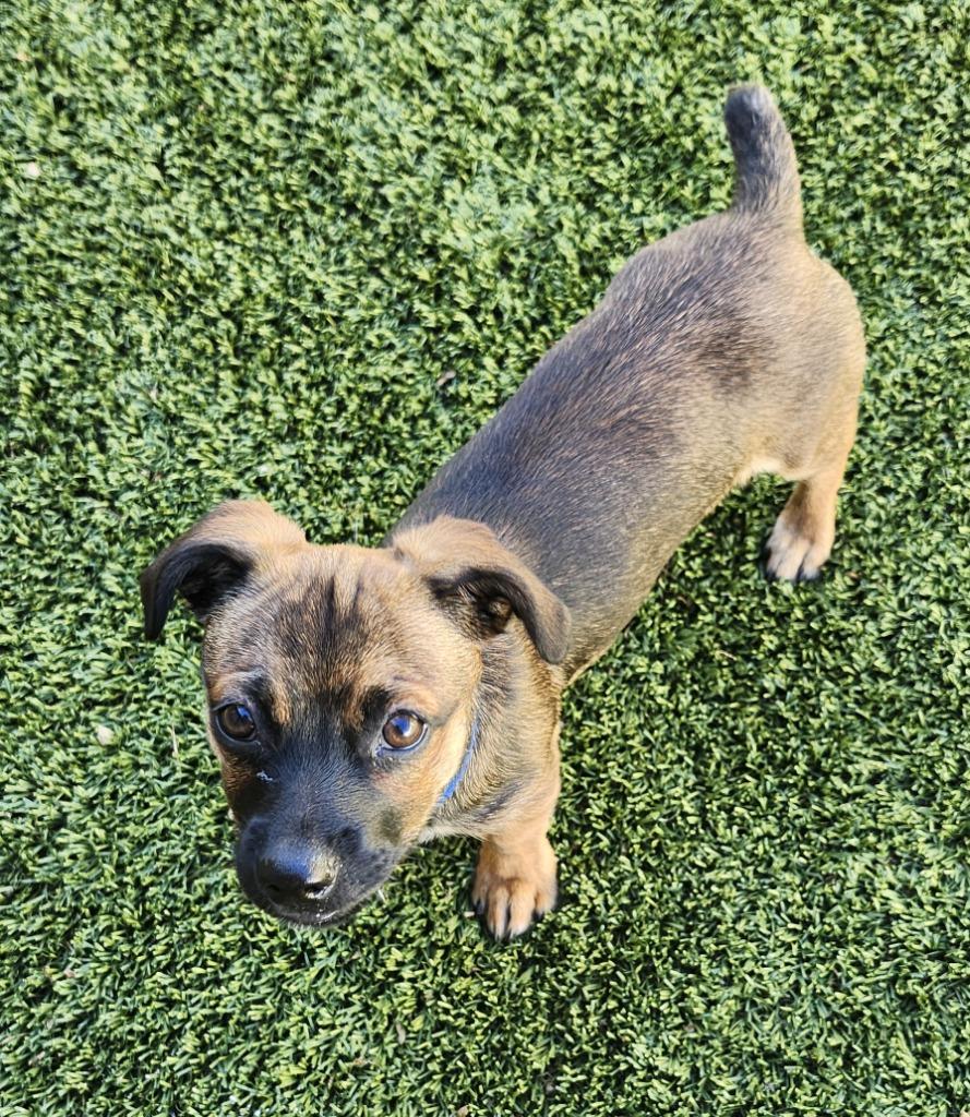 Enlarge Bamm-Bamm, a Adoptable mixed breed in Manhattan Beach, CA image 3/3