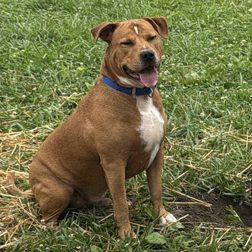 Jerry, Adoptable, Adult Male Mixed Breed.