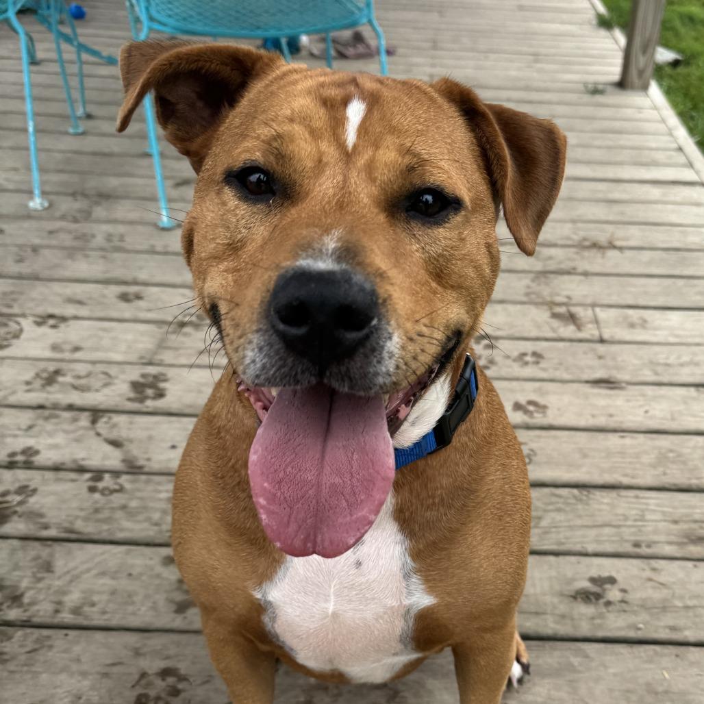 Enlarge Jerry, a Adoptable Mixed Breed in Washington Township, OH image 2/6